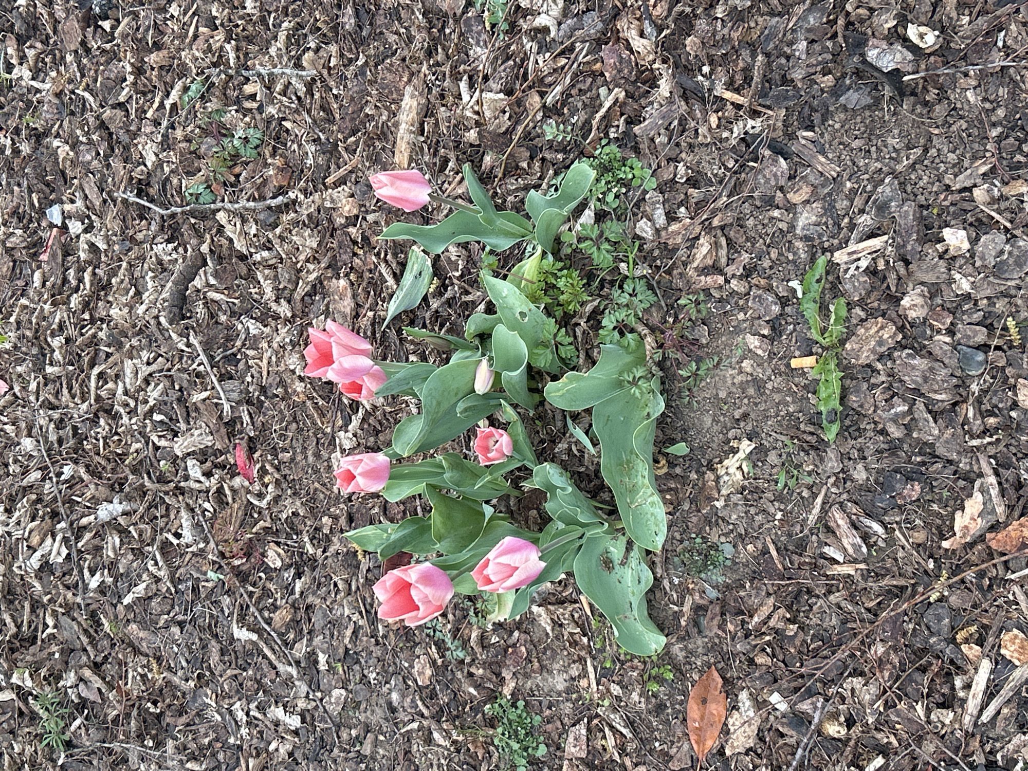 The image presents an overhead view of a patch of ground, predominantly covered with dark brown wood mulch, featuring a cluster of blooming pink tulips.
At the center-left, several pink tulips are visible, ranging from tight buds to partially opened blooms. There appear to be at least six distinct tulip flowers or buds. Their petals are a soft, light pink, with some showing a slightly darker pink or reddish hue towards the base. The tulips have broad, green leaves that are somewhat wavy or curled along their edges, with some leaves showing lighter green veins or edges. The leaves are generally healthy, though a few exhibit minor imperfections or small holes.
The ground around and beneath the tulips is covered densely with wood mulch, composed of irregularly shaped pieces of bark and wood chips in various shades of brown and dark brown. The mulch appears dry and provides a textured backdrop. Scattered throughout the mulch are small twigs, dried leaves, and other organic debris.
In several areas, particularly around the tulips and towards the edges of the frame, small patches of vibrant green, low-growing plants are visible, seemingly growing through the mulch. These smaller plants have varying leaf shapes, some appearing clover-like, others more fern-like or dandelion-like.
A notable detail on the right side of the image, near the cluster of tulips and embedded in the mulch, is a discarded cigarette butt with a yellowish filter and remnants of white paper.
The lighting suggests natural daylight, with no harsh shadows, indicating perhaps an overcast day or indirect light. The overall scene conveys a natural garden setting, possibly a flower bed, likely in spring given the tulips. No human activity is depicted, and no text is visible.