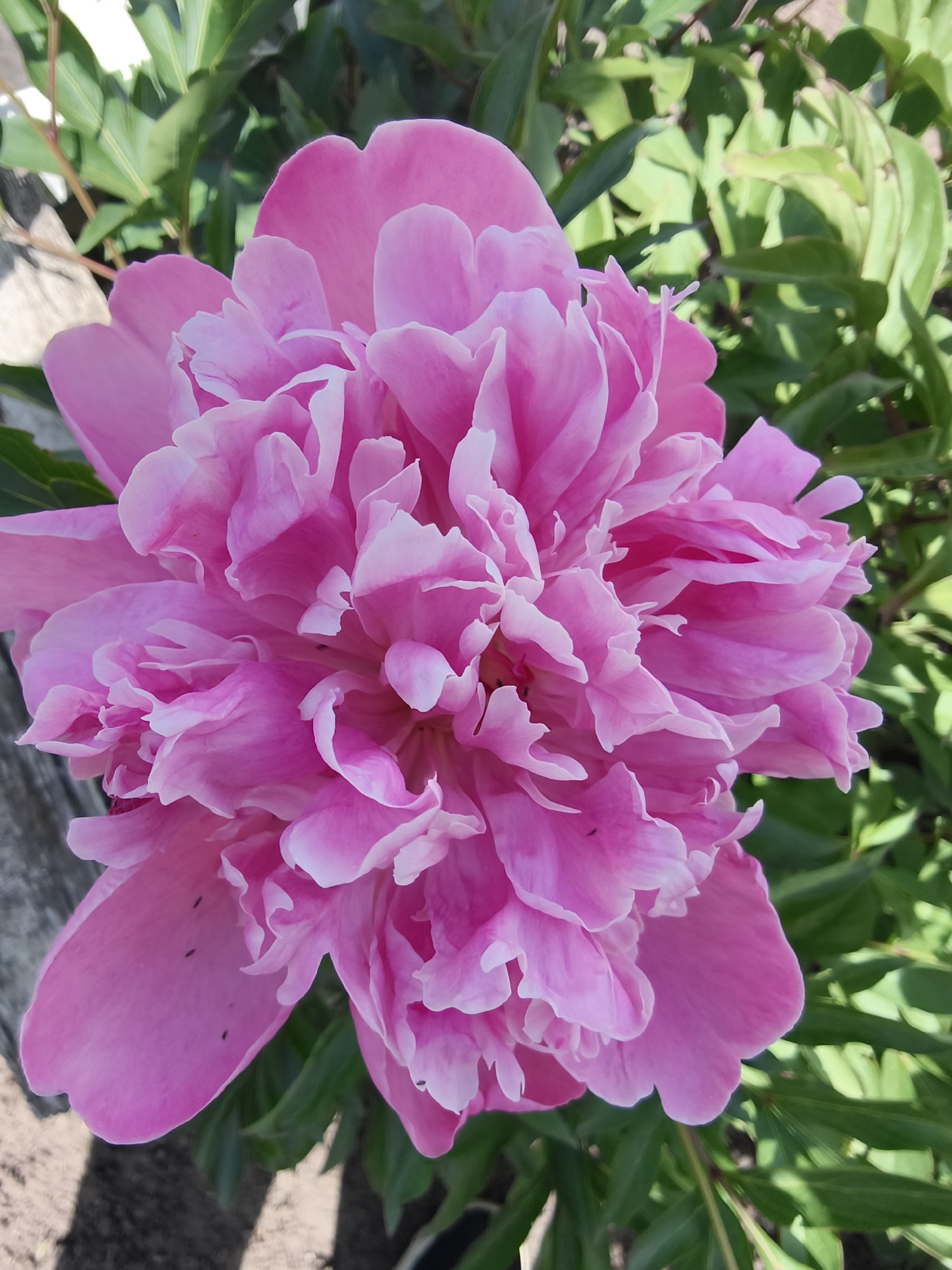 A close-up captures a pink peony flower in full bloom. The flower dominates the frame, showcasing numerous ruffled petals with subtle variations in color and texture. The background features green foliage, suggesting a garden setting. Based on the prompt, this image was taken in Poltavka, Ukraine. The scene is outdoors in daylight.