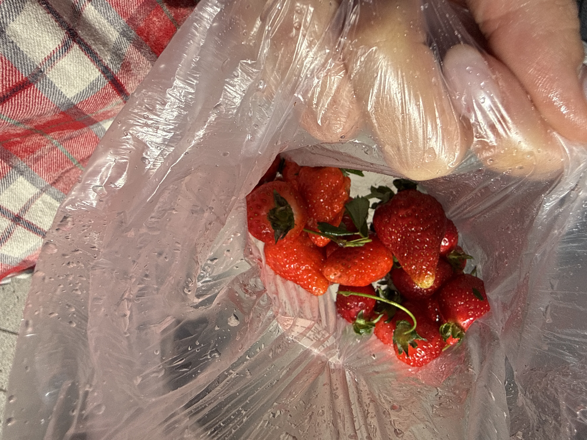 A clear plastic bag holds several ripe strawberries with green stems. A human hand rests atop the bag. Beside the bag is a red and white plaid fabric. The location is unknown.