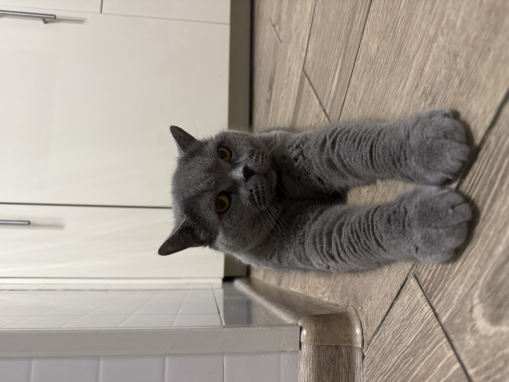 A British Shorthair cat with grey fur and yellow eyes is lying on a light brown wooden floor. The cat is facing forward with its front paws extended. Behind the cat, a white tiled wall is visible to the left, and white cabinets with silver handles are on the right. The scene appears to be indoors, likely in a kitchen or hallway area. The image was taken in the Sovkhoz imeni Lenina, Russia.