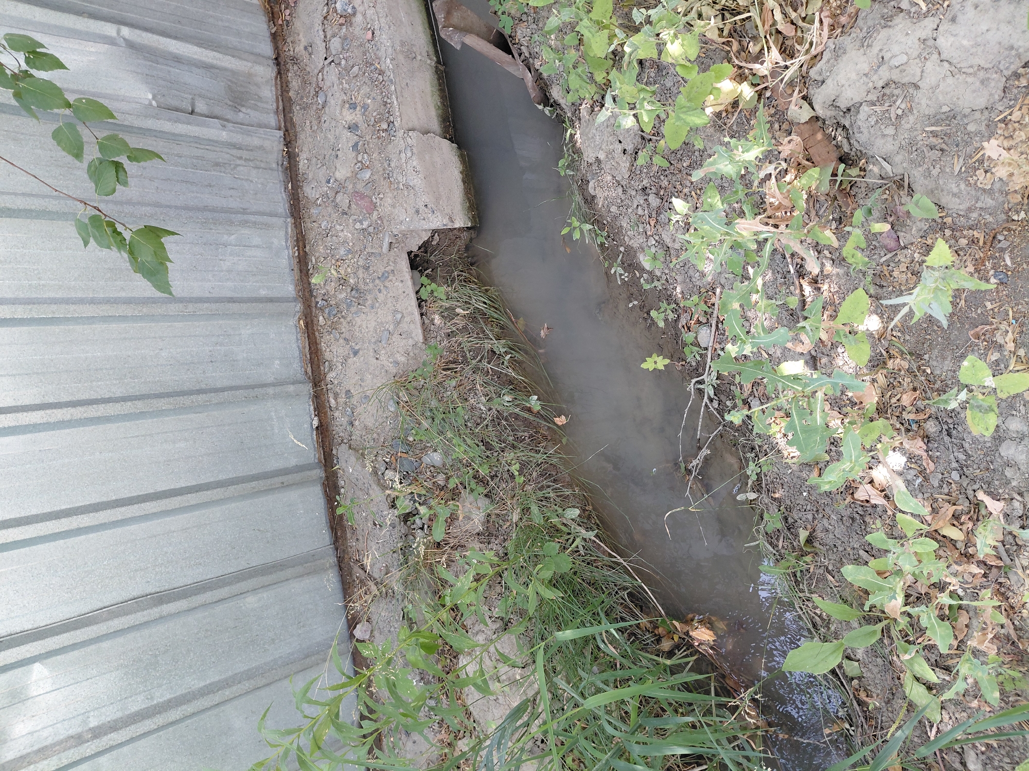 The image shows a narrow, shallow concrete drainage ditch running alongside a corrugated metal fence. The ditch contains murky, stagnant water with some debris floating on the surface. The surrounding ground is covered with dirt, gravel, and various types of weeds and grasses. Some of the vegetation appears dry and brown, while other plants are green and leafy. There is a small concrete culvert or structure entering the ditch from the left side of the image. A branch with green leaves hangs over the fence from the upper right corner of the frame. The scene appears to be an outdoor environment, likely a less maintained area within the city of Бұлақты, Kazakhstan, possibly an alleyway or the edge of an industrial or residential area. No people are present in the image.