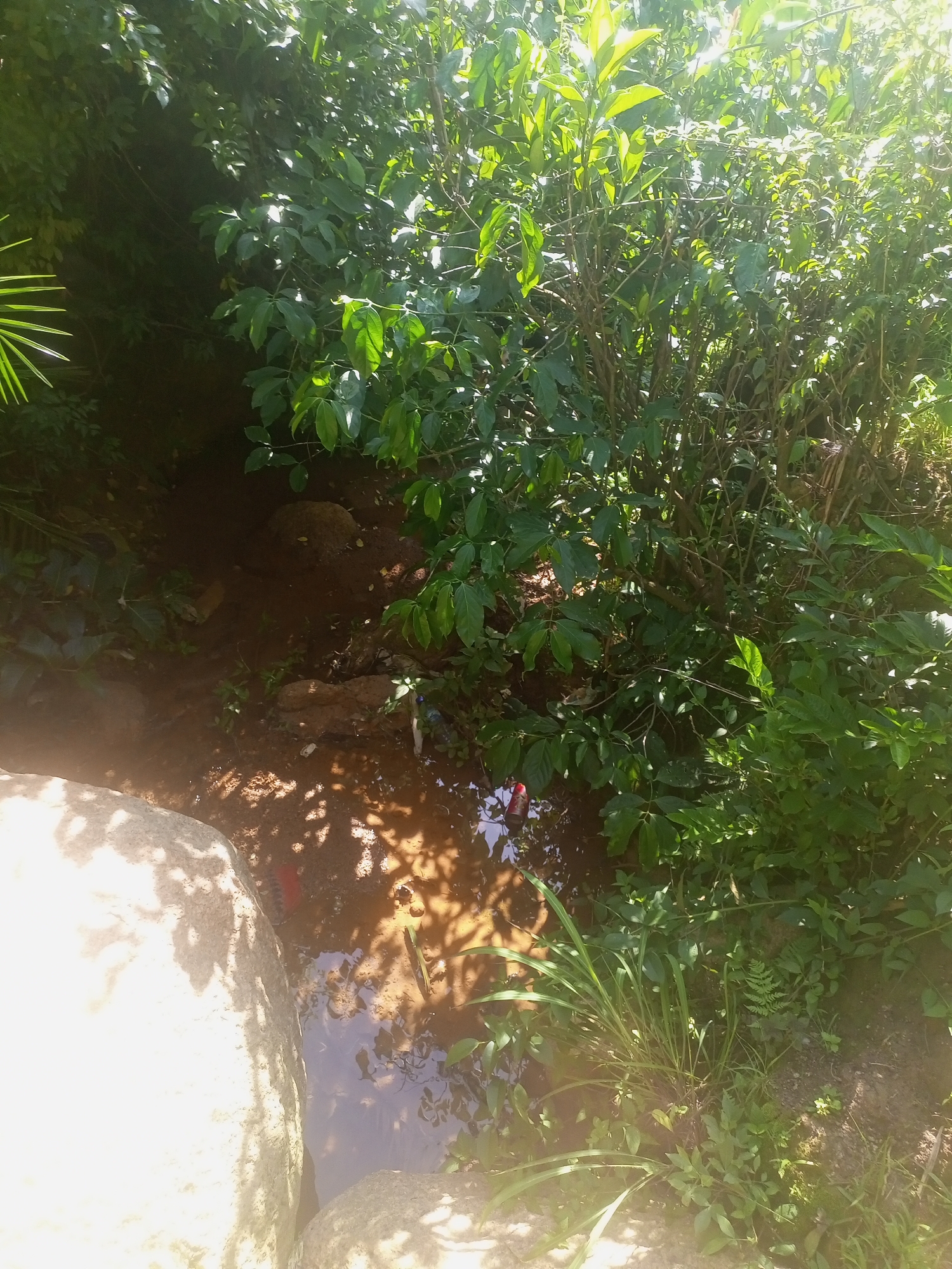 A small, shallow stream flows through a natural, overgrown area with lush green foliage and trees. Sunlight filters through the leaves, casting dappled shadows on the muddy ground and water. Large, light-colored rocks are visible on the left side of the frame, partially obscuring the stream. In the water, a red can and some plastic debris are present, indicating litter. The scene appears to be an unmaintained, natural space within or on the outskirts of the city of Jos, Nigeria. There are no people or animals visible in the image.