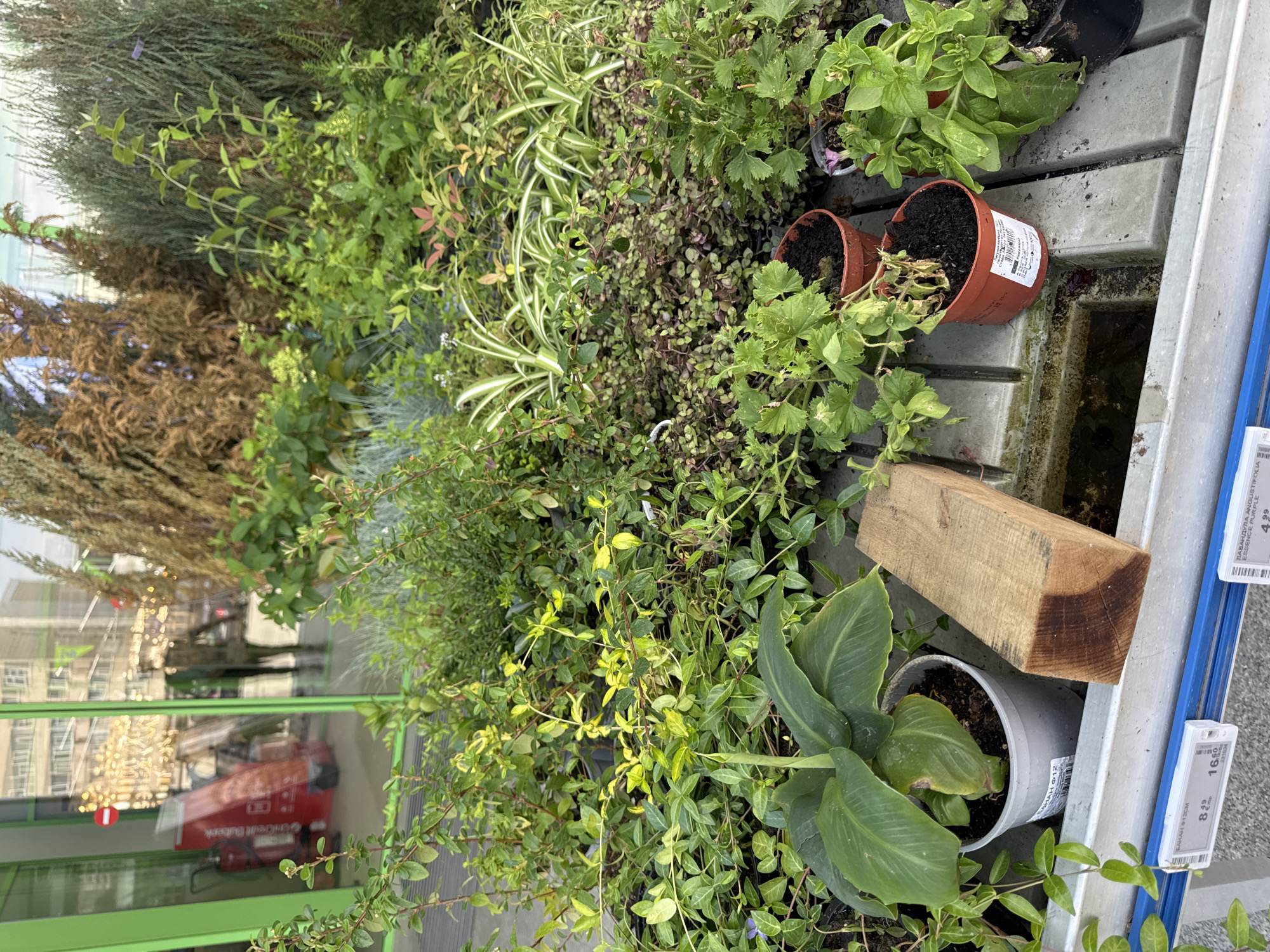 The image shows a selection of potted plants and herbs for sale, likely at a garden center or outdoor market in Veliko Tarnovo, Bulgaria. The plants are displayed on a tiered metal shelf. A mix of greenery is visible, including various types of foliage plants, herbs in terracotta pots, and flowering plants in plastic containers. A wooden block rests on the shelf next to a potted plant with large green leaves. The foreground vegetation consists of small green leaves and branches. In the background, a building is reflected in a glass surface, with an orange vehicle and street lights visible in the reflection. Price tags attached to the shelf provide information about the cost of the plants. The overall impression is that of a commercial space selling plants outdoors.
