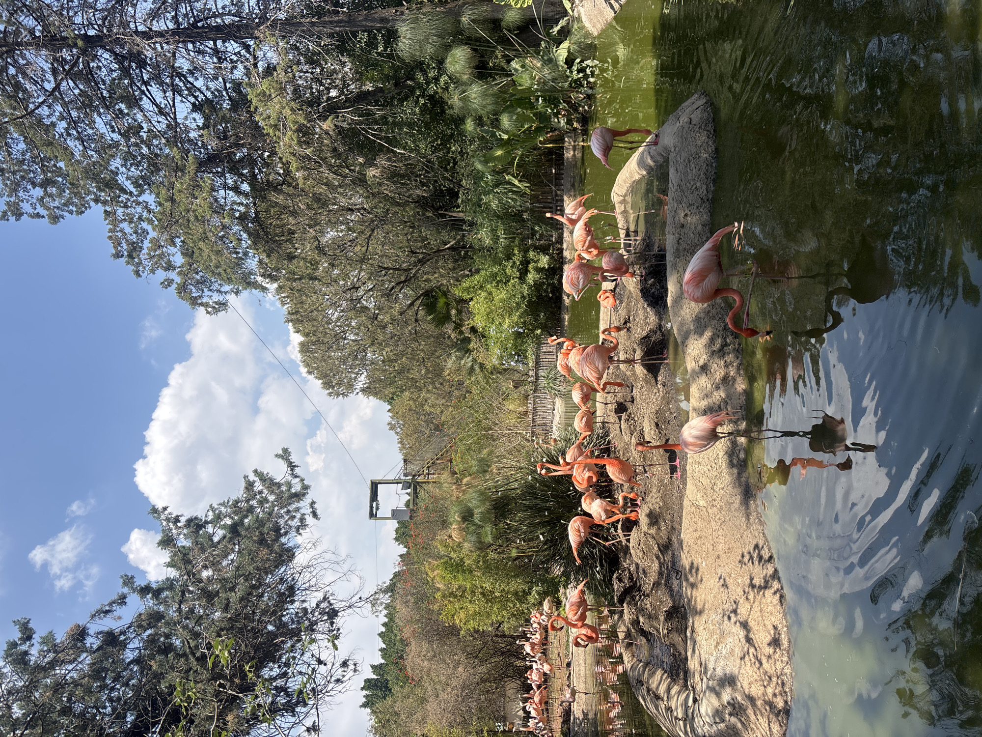 The image displays a vibrant outdoor scene featuring numerous pink flamingos in a natural enclosure. The flamingos are congregated around a pond with green-tinted water, some standing in the shallow water, others on the sandy and rocky bank. Many birds have their heads lowered into the water, likely feeding, while others stand upright, showcasing their slender legs and distinctive curved necks. Clear reflections of the flamingos and the surrounding trees are visible on the water's surface.
The setting is characterized by lush green vegetation, including dense trees with dark foliage and various bushes that line the perimeter of the pond. Tall trees with visible branches and leaves dominate the upper and left portions of the frame. The sky is bright blue with several fluffy white clouds, indicating a clear, sunny day. In the middle distance, a wooden or metal structure, possibly part of a viewing platform or an overhead ride like a zipline, stands against the backdrop of the treeline. The ground around the pond consists of light-colored sand and rocks.
The scene depicts a peaceful moment in what appears to be a zoo or wildlife sanctuary. The lighting suggests it is daytime, with clear shadows cast. No people or visible text are present in the image.