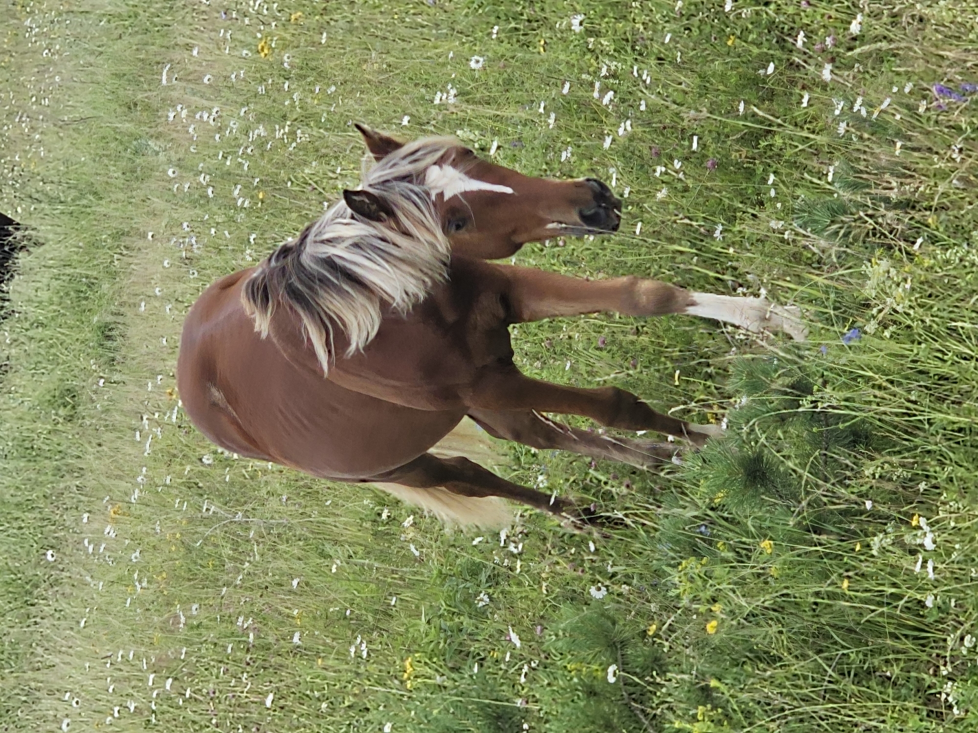 A brown horse with a white blaze on its face and a light mane stands in a grassy field dotted with small white and yellow wildflowers. The horse is facing downwards and to the right, with its head lowered. Its body is mostly visible, with its tail swishing to the left. The background is a blurred expanse of green grass and wildflowers, suggesting a natural, outdoor environment. The image appears to have been taken in natural light, with no artificial lighting sources visible. The scene is peaceful and natural, with no human presence evident. There is no information available to confirm the location within the city of Kalinovka, Russia.