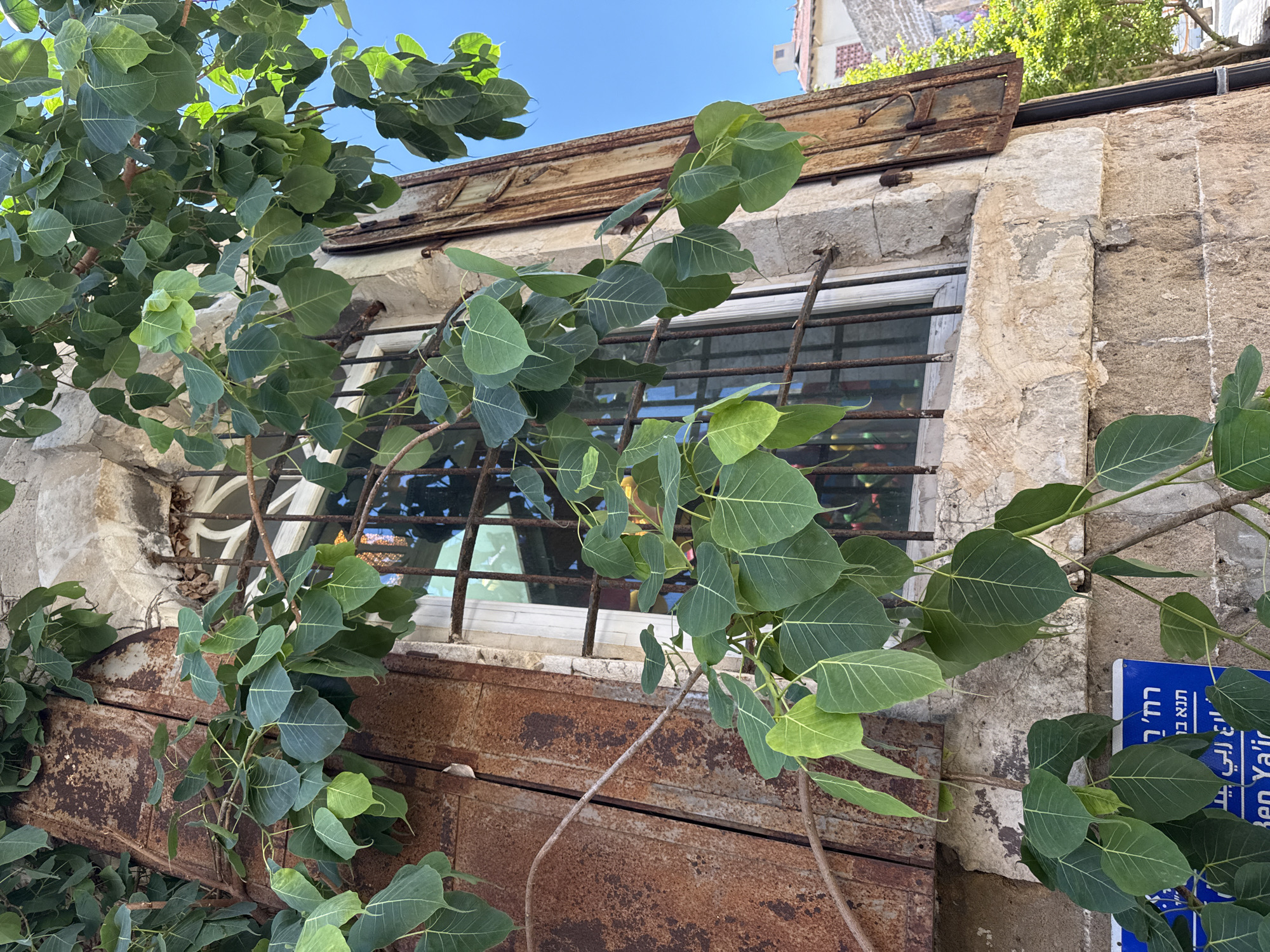 A close-up, low-angle outdoor shot shows a weathered stone building in Tel Aviv, Israel, featuring a window with rusty metal bars and an open, rusted metal shutter. Lush green branches with heart-shaped leaves overhang the scene, partially obscuring the window and the building's facade. The building's stone blocks are visible, showing signs of age and erosion. To the lower left, a blue sign with white text in Hebrew is partially visible, including the words "Ben Ya'ir". The sky above is clear and blue. The overall impression is one of aged architecture intertwined with nature.