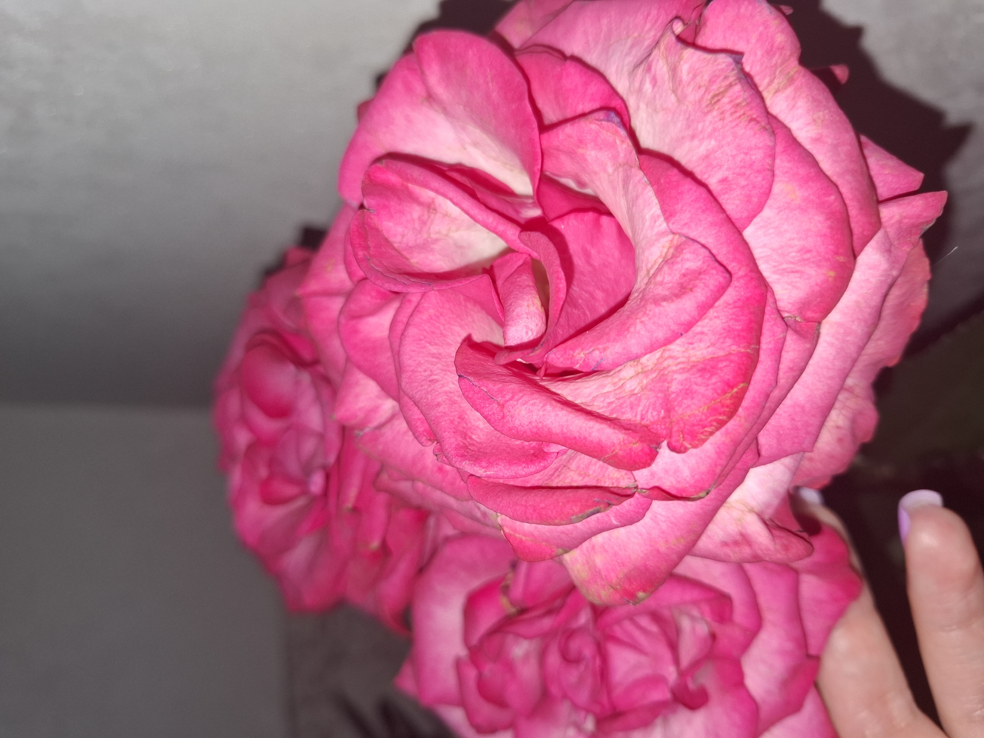 The image features a close-up of several pink roses. The roses are tightly clustered together, with overlapping petals displaying varying shades of pink. A hand with a fingernail painted light purple is visible on the right side of the frame, gently touching the petals of one of the roses. The background is a plain, light gray/white color. There is no evidence to suggest a location in Chaikovsky, Russia.