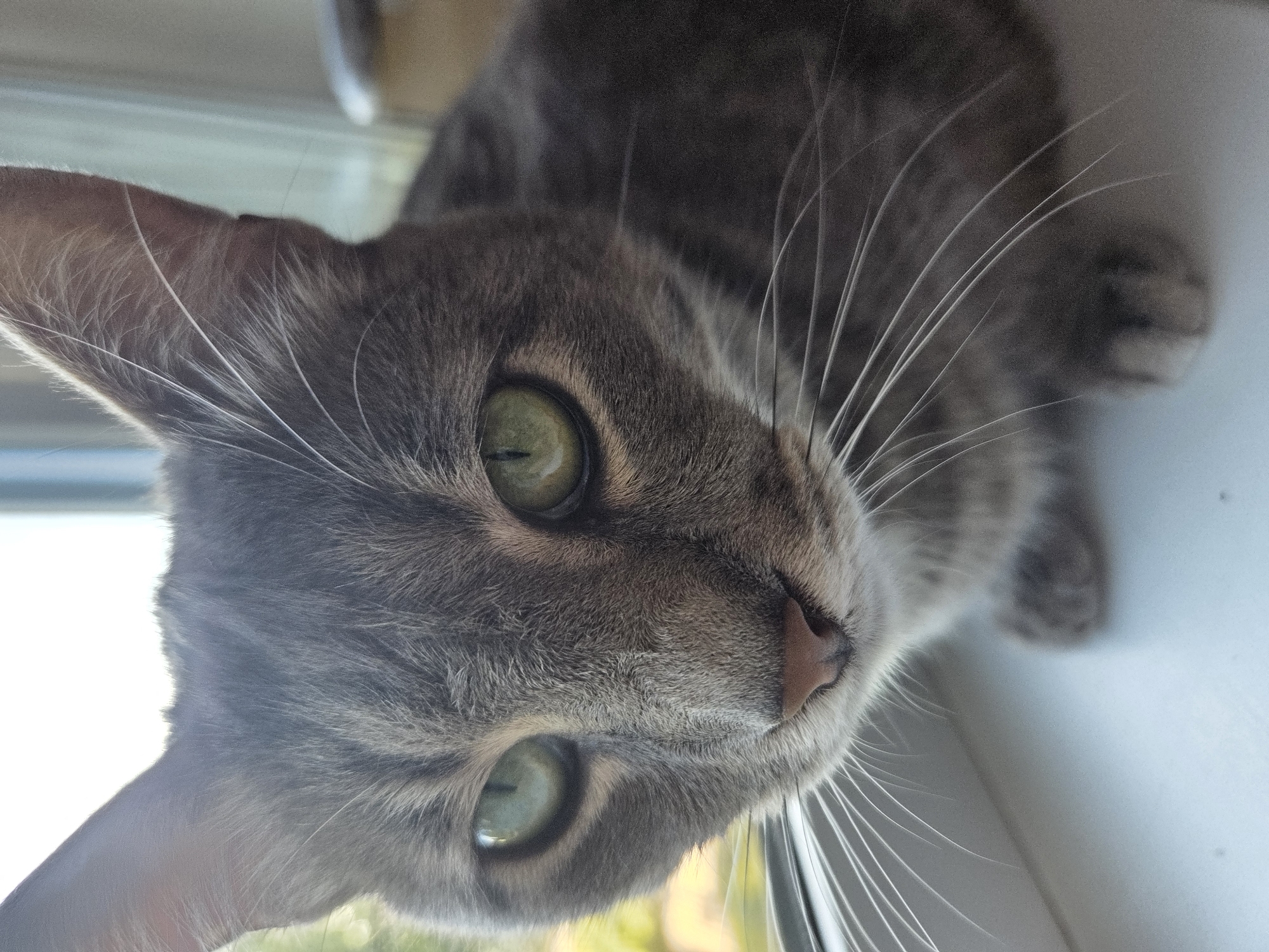 The main subject of the image is a grey tabby cat, captured in a very close-up and high-angle shot, looking directly at the viewer. The cat's head is tilted, giving a slightly skewed perspective.
The cat has short, dense grey fur with subtle darker tabby stripes visible around its eyes and across its forehead. Its eyes are a striking, bright green with narrow vertical pupils that reflect light, suggesting a well-lit environment. A small, light pink nose is prominent in the center of its face. Long, white whiskers fan out widely from both sides of its muzzle, catching the light. One ear is partially visible on the left side of its head. The fur around its chin and chest appears lighter, almost white.
The background is brightly lit and softly out of focus. On the left side, there's a strong bright white area, indicative of natural light, likely from a window. Hints of green, possibly outdoor foliage, can be seen through this bright area. A light-colored, possibly white, surface is visible beneath and behind the cat's head, suggesting it might be resting on a windowsill or similar structure.
The cat appears to be attentive and curious, engaging directly with the camera. The bright natural light indicates it is daytime. There is no visible text in the image.