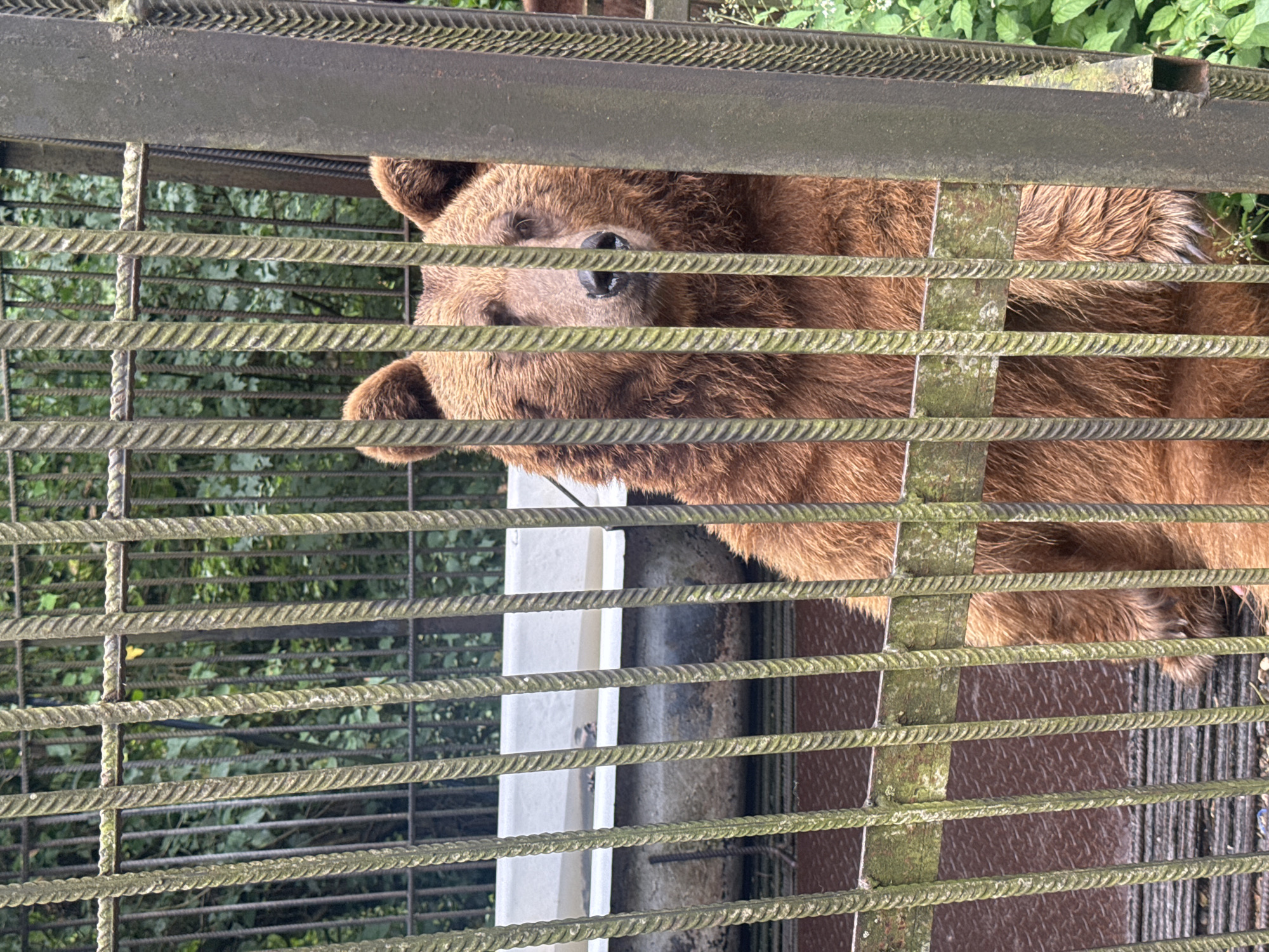 The image shows a brown bear behind a metal cage. The bear is partially obscured by the cage bars, but its head and shoulders are visible. The bear has brown fur and dark eyes. It is looking directly at the camera. The cage appears to be made of thick metal bars, and there is some greenery visible in the background. The ground inside the cage appears to be a mixture of dirt and gravel. The image is taken from a medium distance, with the bear being the central subject. The lighting is natural, suggesting it was taken outdoors during the daytime. The image does not provide any information about the location in Tsabal, Abkhazia.