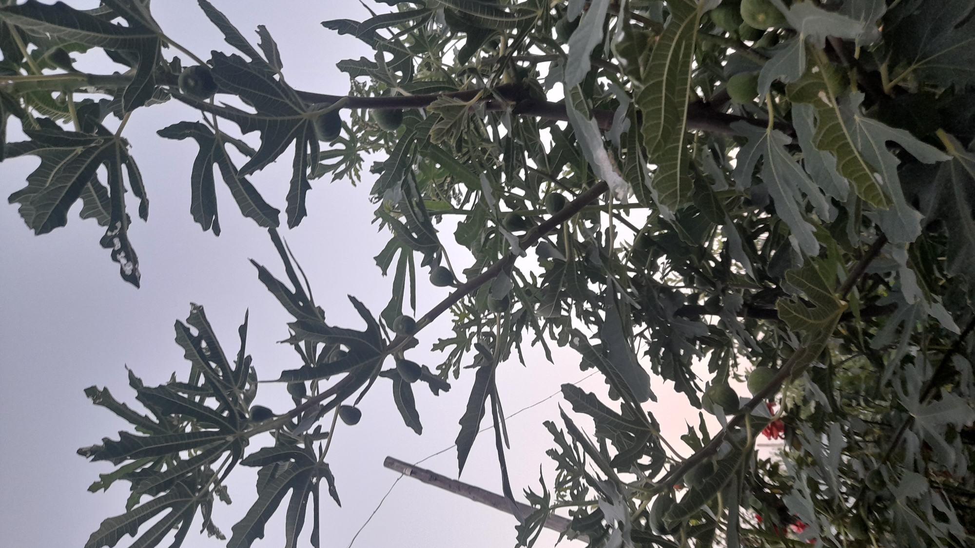 This is a low-angle, full-shot photograph of a fig tree with developing fruit. The leaves are large, palmately lobed, and a deep green color. Several small, round green figs are visible scattered among the branches and leaves. The sky is a pale, overcast gray, suggesting either early morning or late evening. The image is taken outdoors, likely in a garden or orchard setting. No people are present in the frame. The overall impression is one of natural growth and the early stages of fruit development.