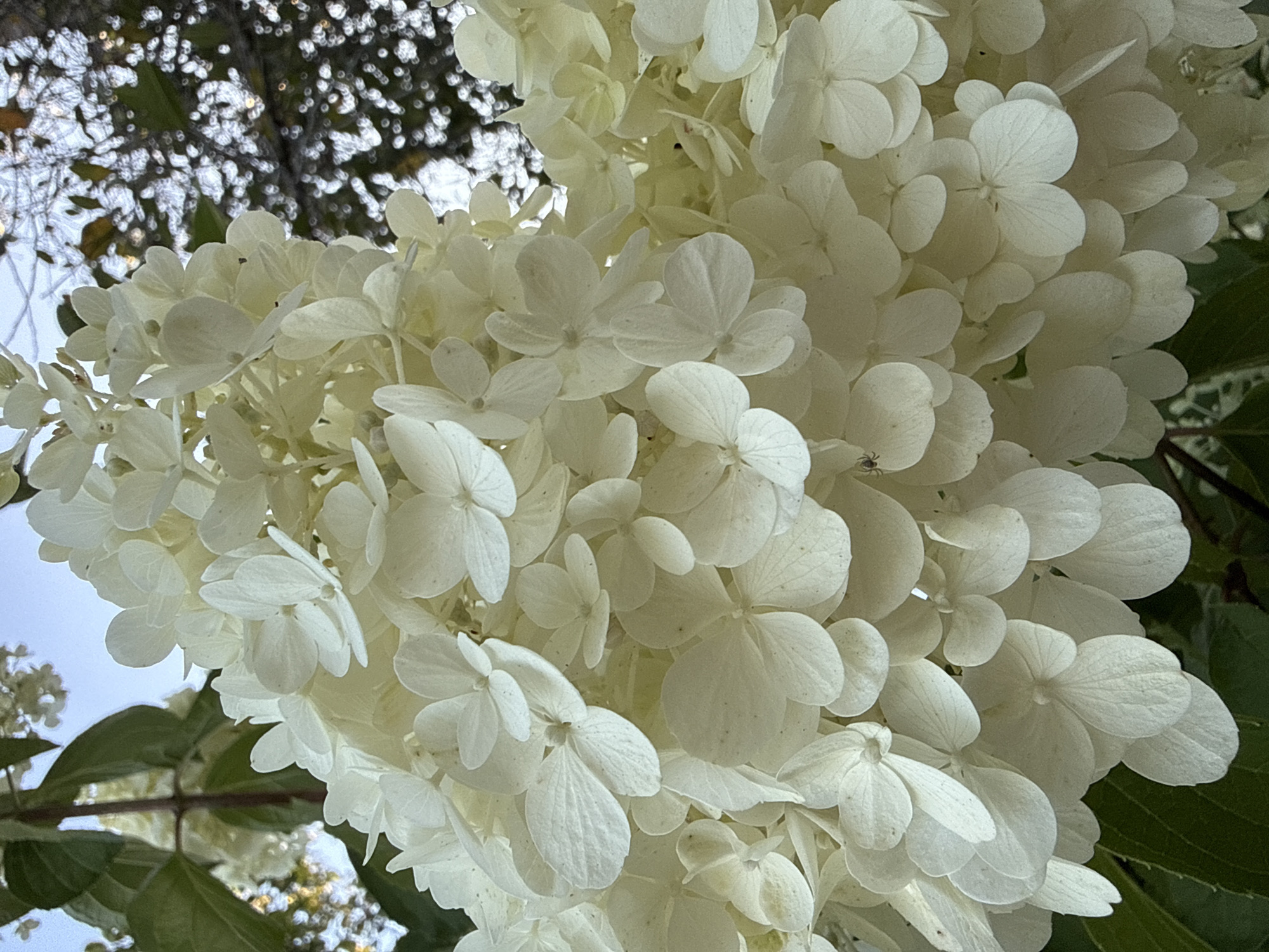 A close-up, low-angle shot captures a cluster of creamy white hydrangea blossoms against a soft blue sky. The flowers are densely packed, with individual petals unfurling in various stages of bloom. Some petals show delicate veining, while others appear smooth and luminous. The background is a blur of green foliage and the darker, out-of-focus branches of a tree. The overall impression is one of delicate beauty and natural abundance. The image was taken in Vikraičiai, Lithuania.