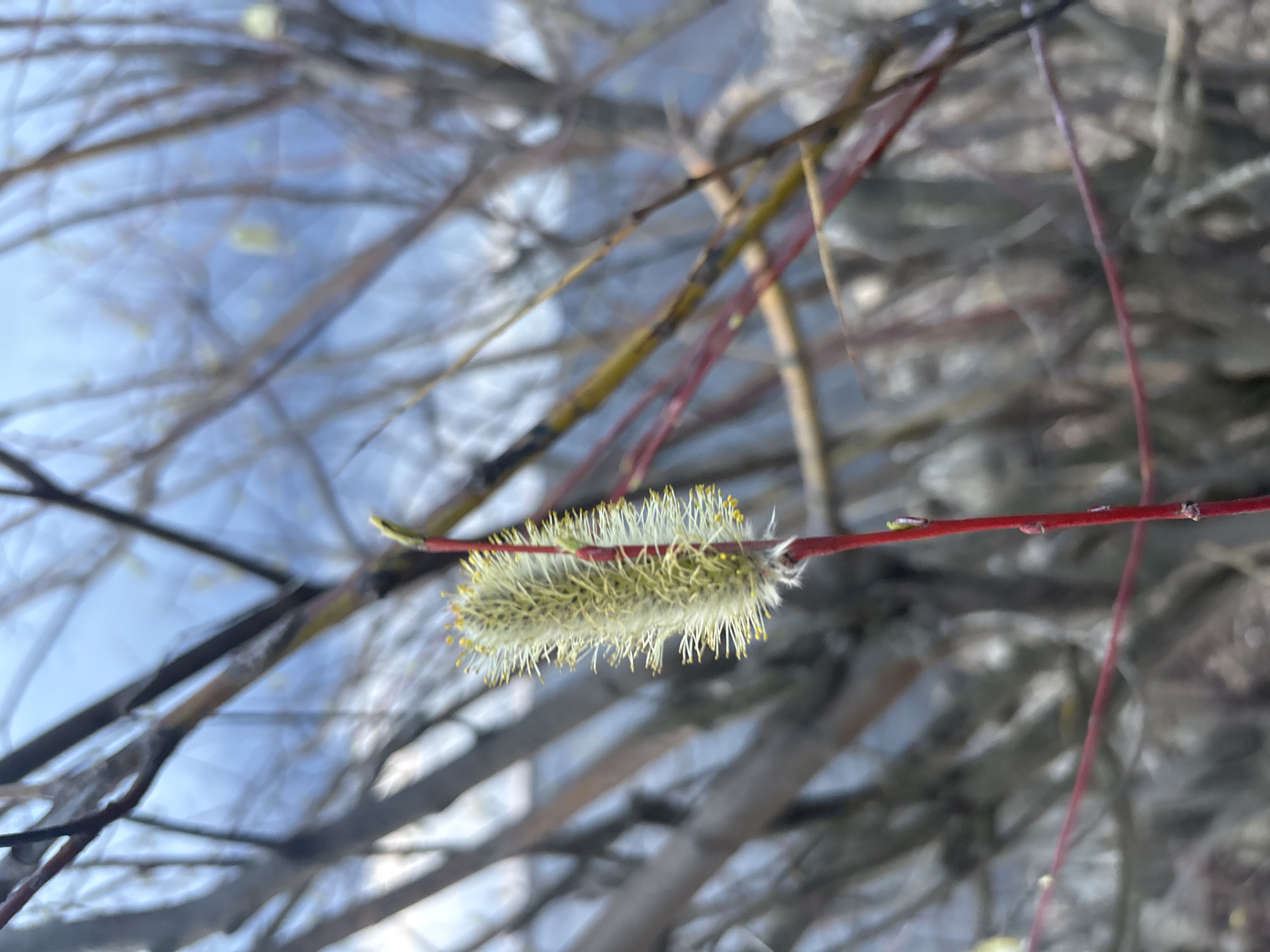 The image shows a close-up of a budding willow branch with a prominent, fuzzy, yellowish-green catkin. The branch is red, and other branches, slightly out of focus, are visible in the background against a blurred sky. The location is Chaikovsky, Russia.