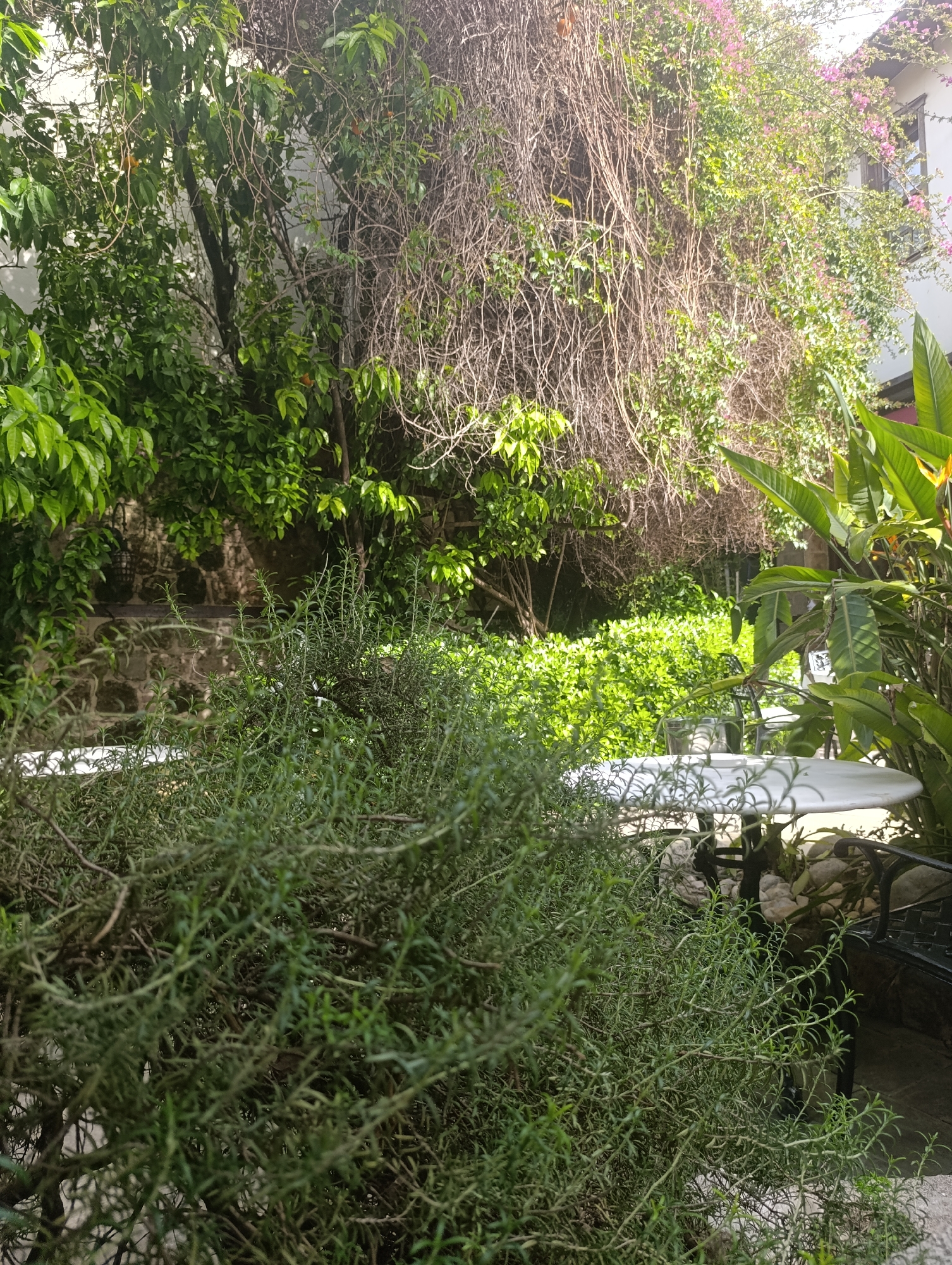 The image depicts a lush, green courtyard or garden setting. In the foreground, a dense rosemary bush dominates the view. Beyond the rosemary, a round white table with black metal legs is visible. A chair or bench made of black metal is placed beside the table. Behind the table is a low stone wall. In the background, a variety of trees and foliage fill the scene, with some displaying bare branches and others showcasing vibrant green leaves. Some kind of pink flowering vine can be seen attached to a white building. The location appears to be Antalya, Turkey, given the Mediterranean vegetation and architectural style. No people are visible in the image.