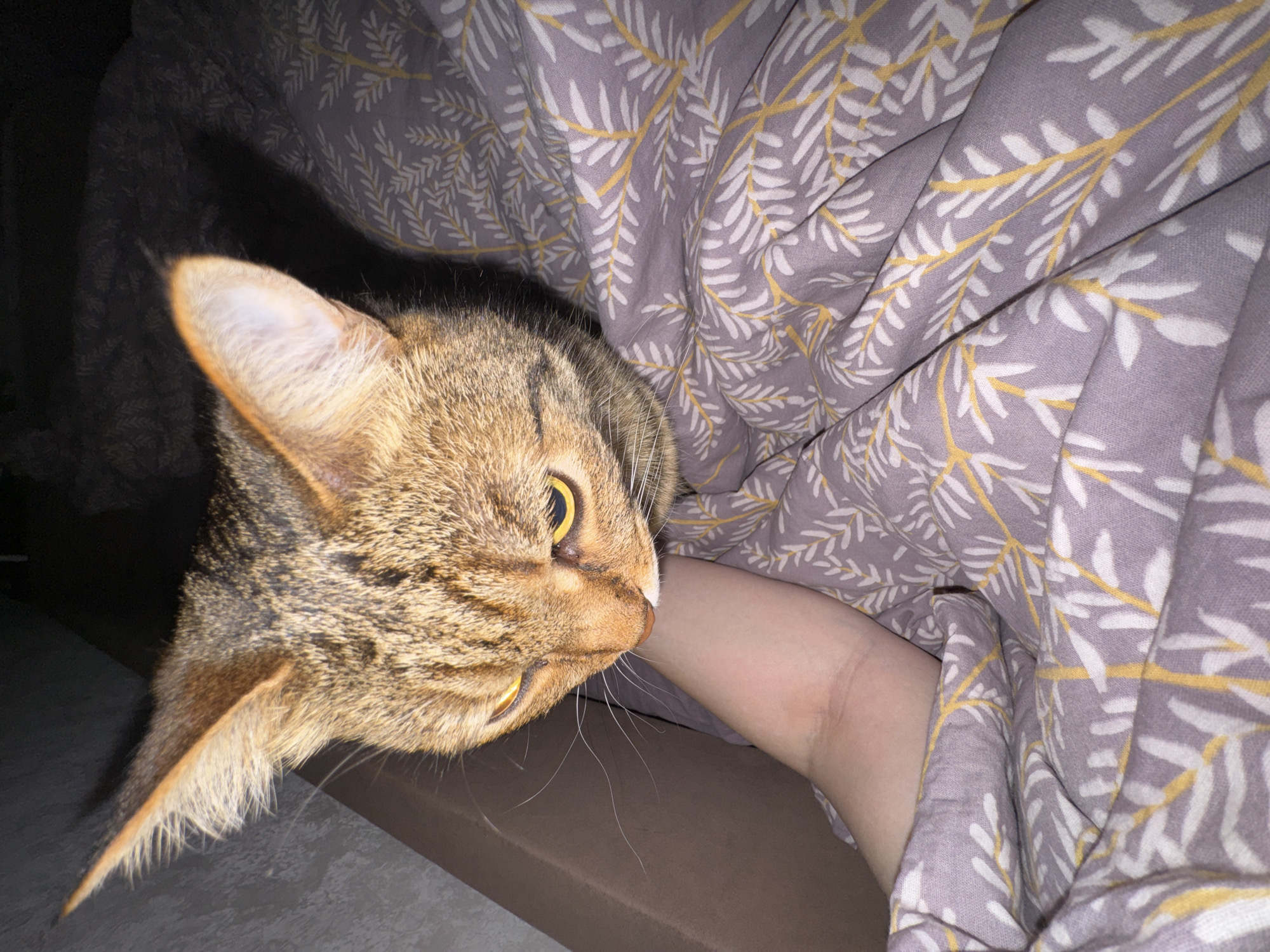 A tabby cat is lying next to a person's arm under a purple and white patterned duvet. The cat's head is facing to the left, and its ear is visible. The location is not specified, but the city is Chaikovsky, Russia.