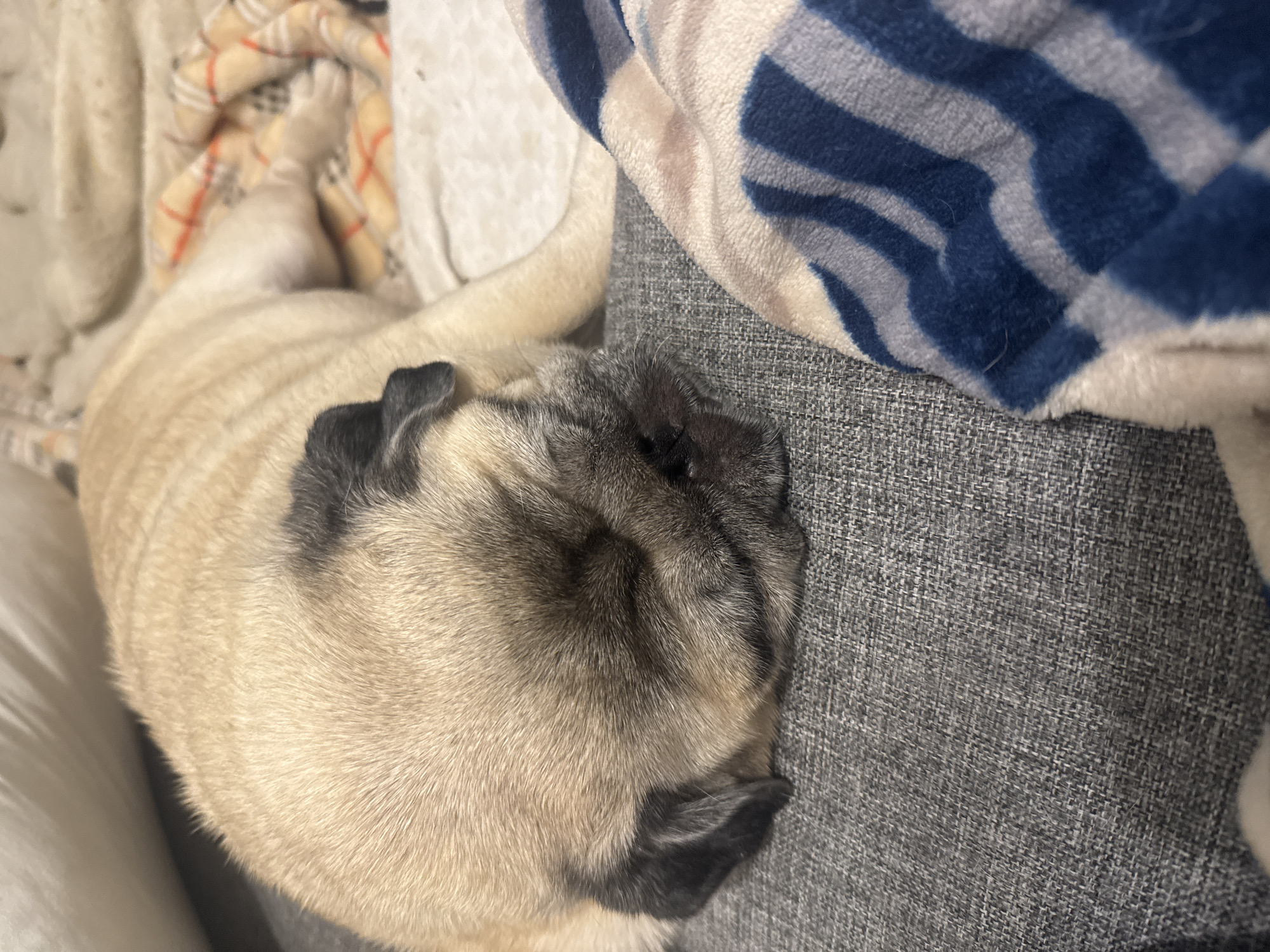 A fawn-colored pug is asleep on a grey sofa. The pug is curled up with its head resting on its paws. A light-colored blanket with orange and white plaid is draped over the pug's back. To the right of the pug, a blue and white striped blanket is visible. The background shows a blurred white surface, possibly another sofa or cushion. The scene appears to be indoors, likely in a residential setting. There is no visible indication of the location within Bishkek City, Kyrgyzstan.