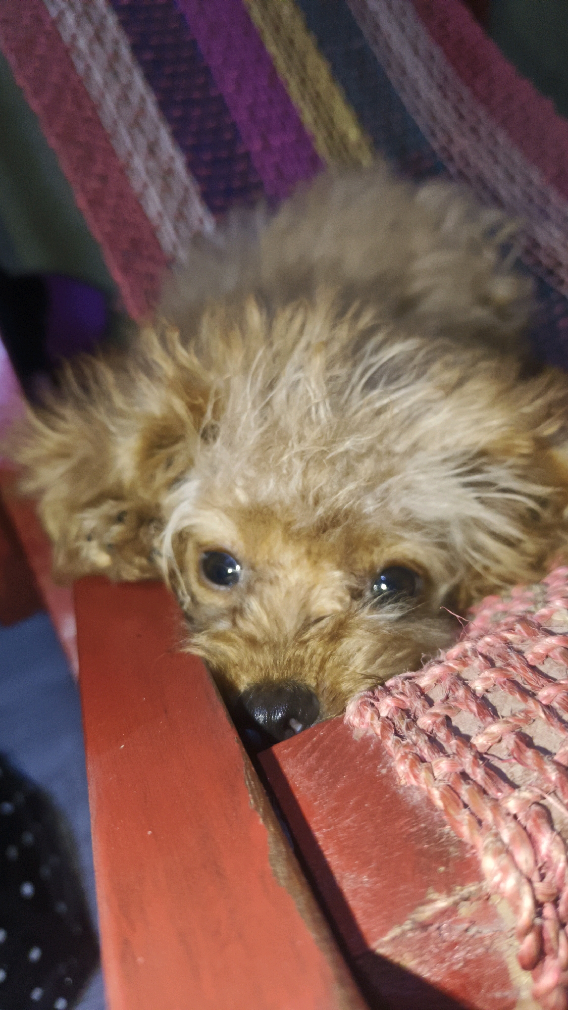 A small, light brown poodle puppy rests its head on a red wooden surface, with its eyes looking directly at the camera. The puppy's fur is slightly disheveled, and its nose is wet and dark. Behind the puppy, a striped textile, possibly a hammock or blanket, features bands of pink, purple, and yellow. The overall lighting suggests an indoor setting. The specific location within Santa Rosa, Philippines, cannot be determined from the visual information provided.
