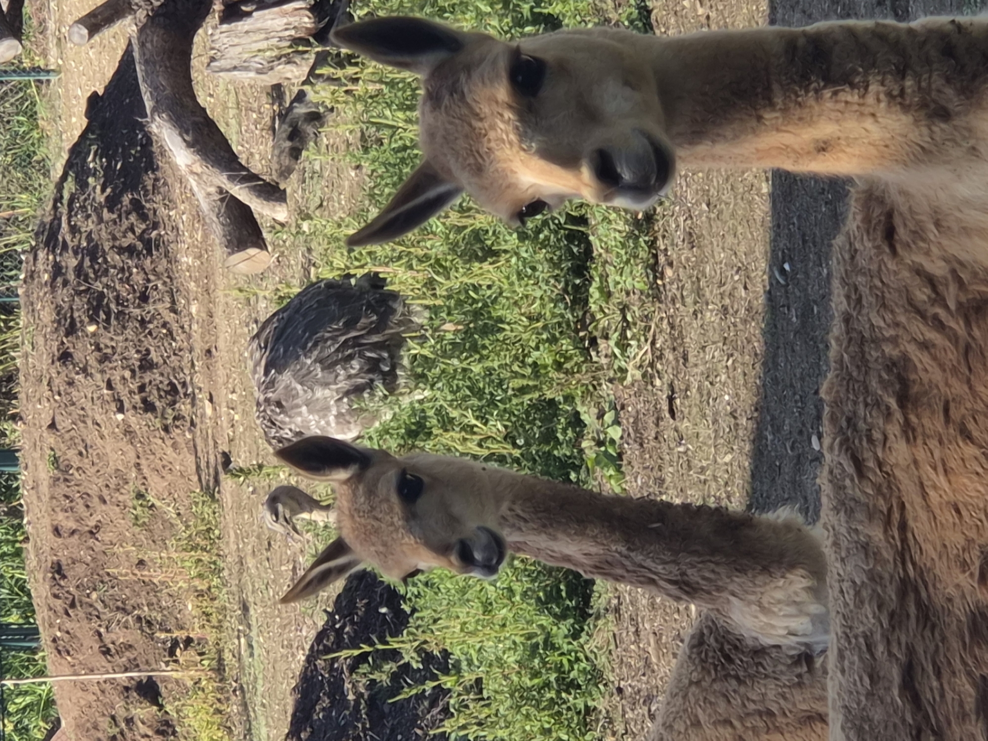 The image shows two vicuñas in an outdoor enclosure. The vicuñas have light brown, fluffy fur and long necks. One vicuña is in the foreground, facing the camera, with its head tilted slightly. The other vicuña is behind it, also facing the camera, with its head more turned away. In the background, there is a bird that appears to be an emu, and some trees and foliage. The ground is covered in dirt and grass. The location in the city of Vila Nova de Gaia, Portugal, is the Gaia Zoo (also known as Parque Biológico de Gaia).