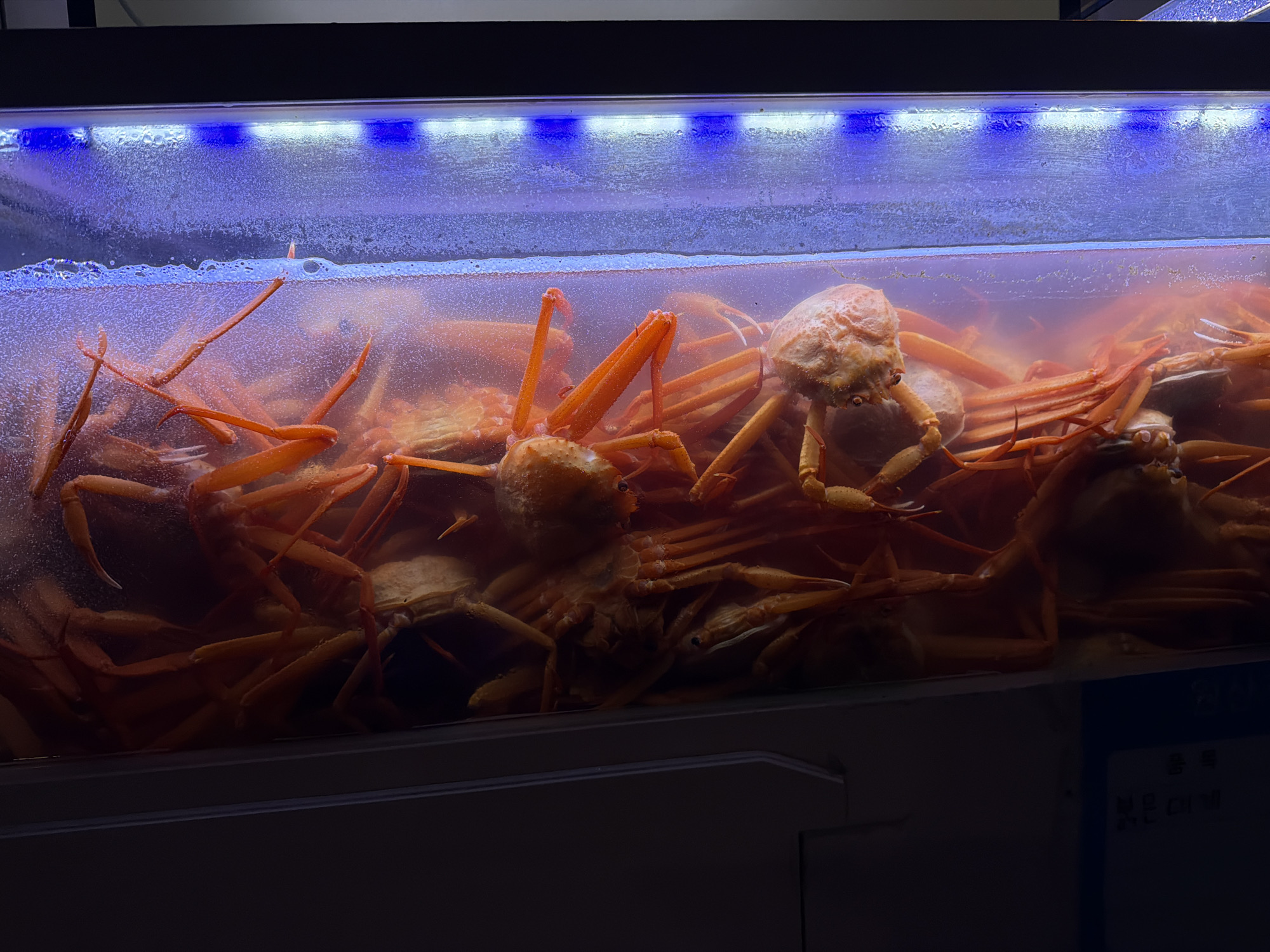 In a dimly lit interior, several bright orange snow crabs are submerged in a tank of water, illuminated by overhead blue LED lights. The crabs are densely packed, with their long legs intermingling. The water is slightly cloudy, with bubbles present, particularly near the surface. The tank is housed within a larger structure, possibly a seafood market or restaurant, with a dark, possibly wooden, cabinet below it. A small blue sign with Korean text is partially visible on the right side of the cabinet. The scene is likely located in Gangneung-si, South Korea, a coastal city known for its seafood.
