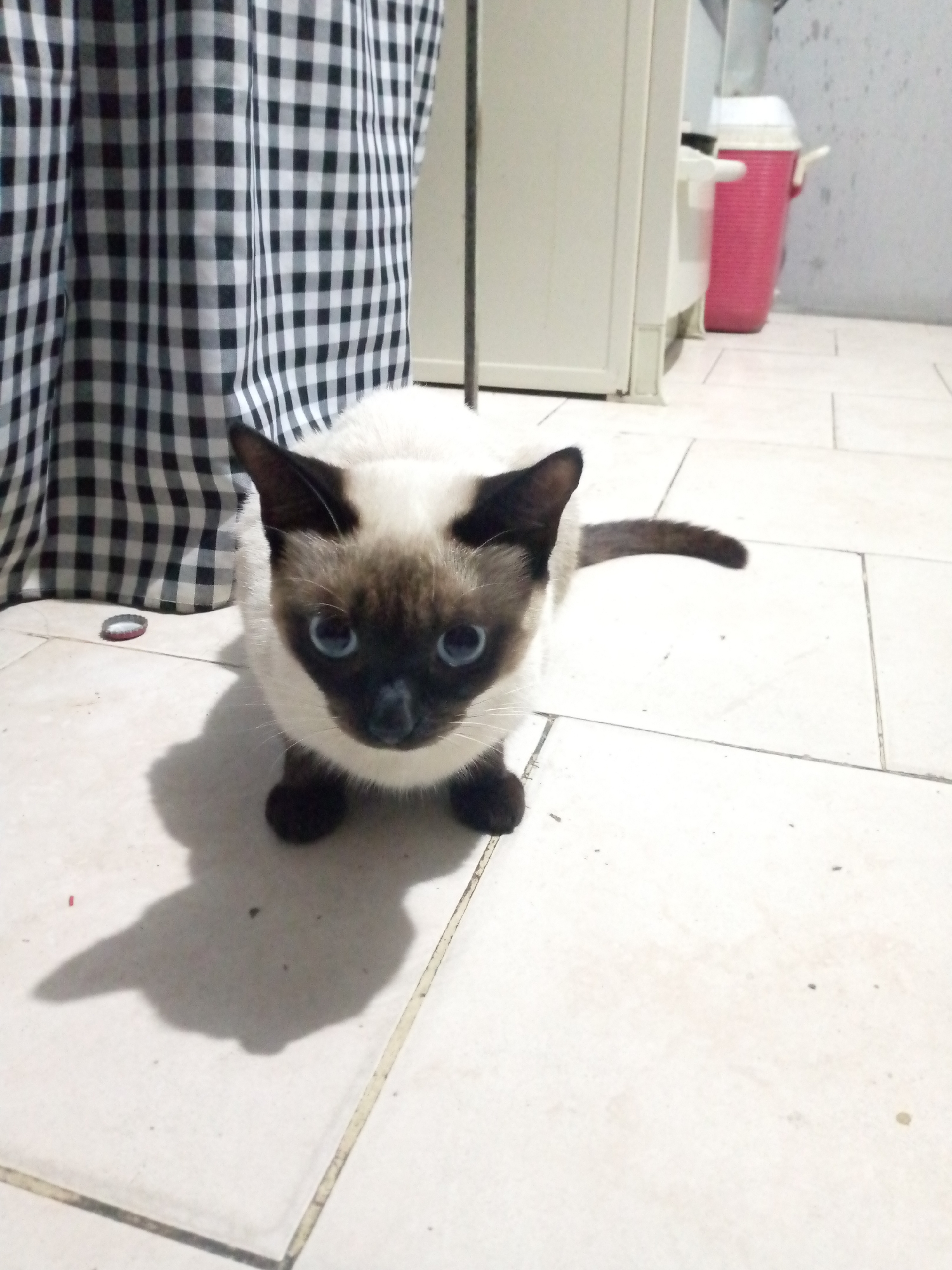 A Siamese cat is crouching on a tiled floor. A black and white checkered curtain is to the left of the cat. To the right, there is a white cabinet and a pink trash can with a white lid. The location is not specified.