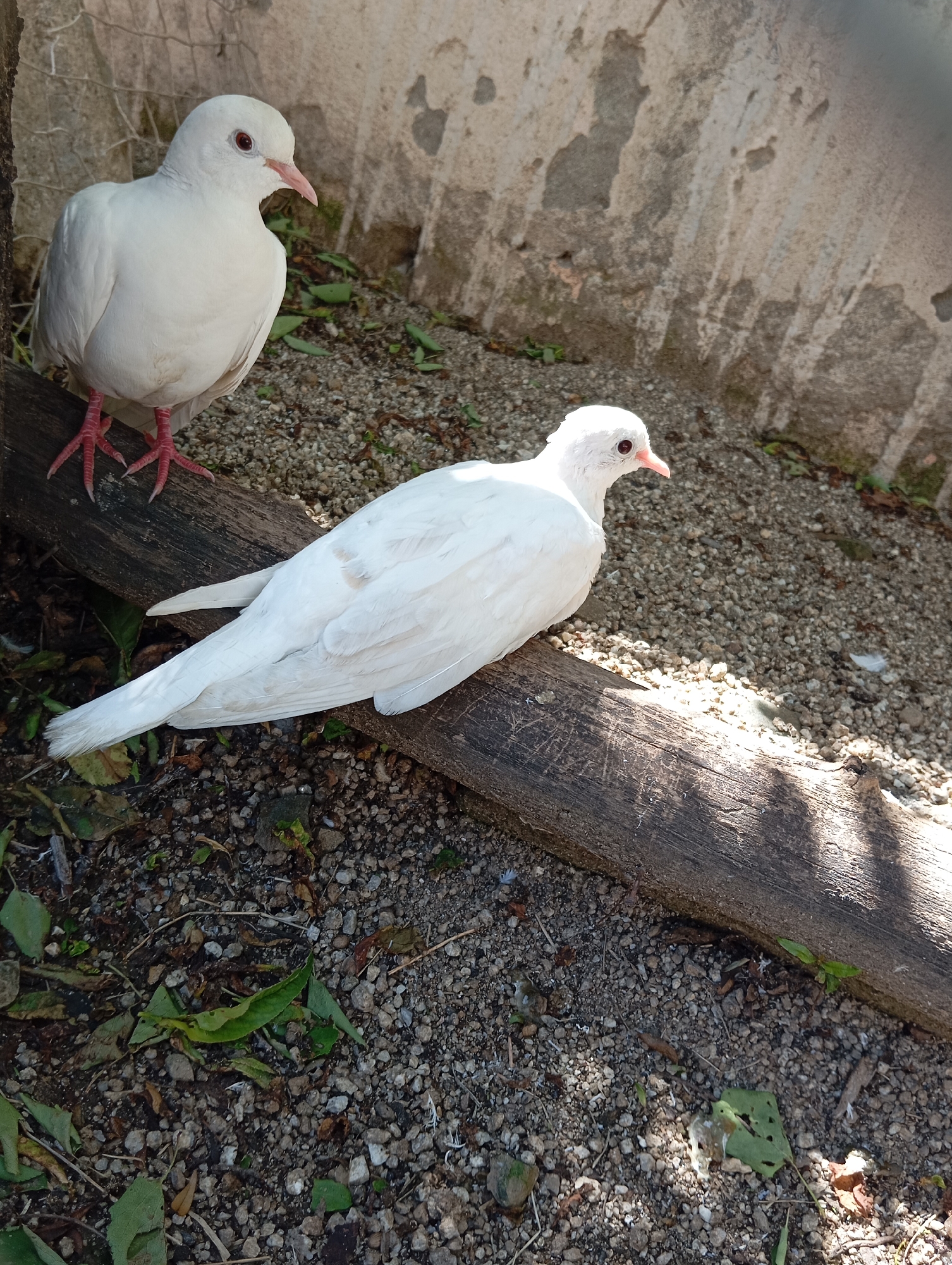 Two white doves are perched on a weathered, dark wooden log. The background features a rough, light-colored wall with patches of discoloration. The ground is covered with gravel and scattered leaves. The scene is illuminated by natural light. The location is Lassan, Pakistan.