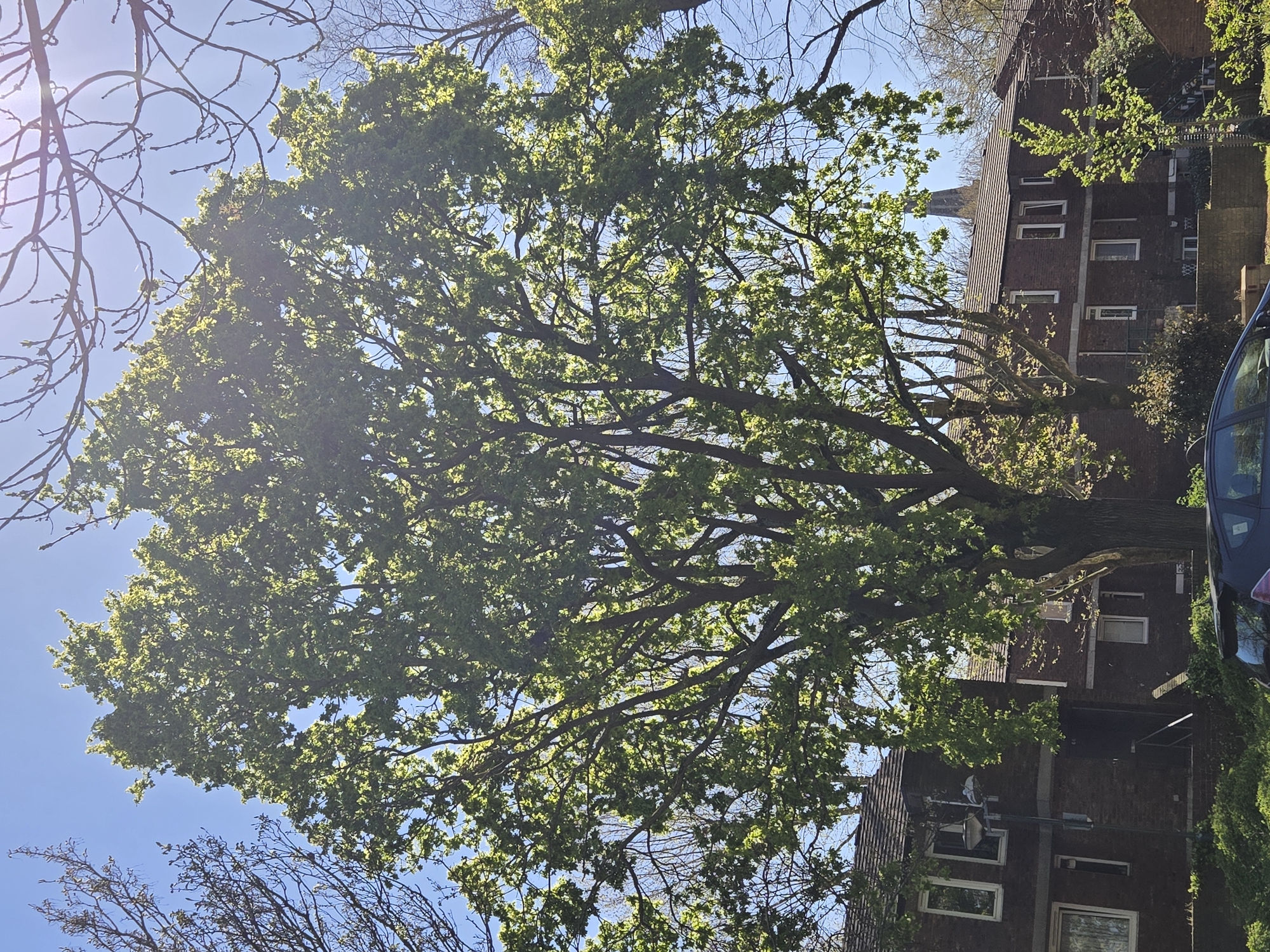 The image presents a sun-drenched scene dominated by a large deciduous tree with light green foliage against a clear blue sky. Bare branches of a smaller tree are visible in the lower left and upper left corners. In the background, parts of a red-brick building with visible windows are partially obscured by the tree's foliage. A portion of a dark-colored car is visible on the right edge. The specific location in London, United Kingdom cannot be determined from the visual information provided. No people or specific actions are visible.