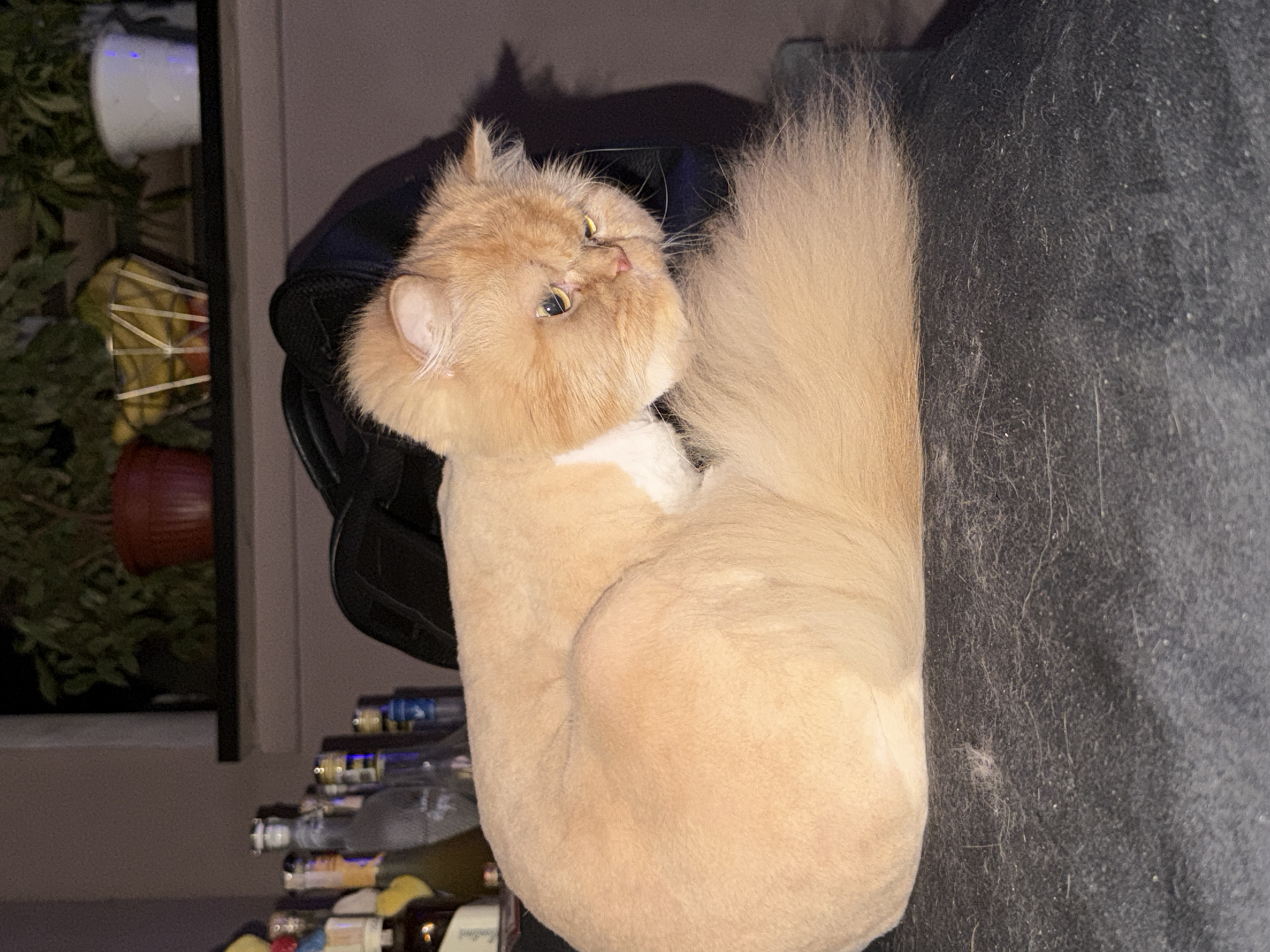 A medium shot shows a tan cat with a long, fluffy tail curled on a black surface. The cat appears to have been recently groomed with its body fur short and its head and tail fur long. Behind the cat, there's a black backpack resting near an open window. Through the window, potted plants are visible. Underneath the window, several bottles of various sizes are lined up, suggesting an indoor setting, possibly a bar or a storage area. There is no definitive evidence to pinpoint this scene to Sofia, Bulgaria.