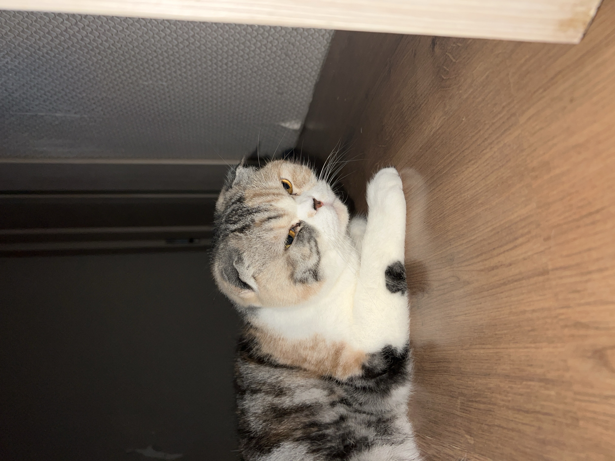A Scottish Fold cat is lying on a wooden surface. The cat is facing towards the upper right of the frame. The top edge of the wooden surface is visible at the top of the frame. A gray surface is visible in the upper left of the frame. The cat's fur is a mix of gray, white, and black. The cat has yellow eyes.
The location of Noviy, Russia is not known from the image.
