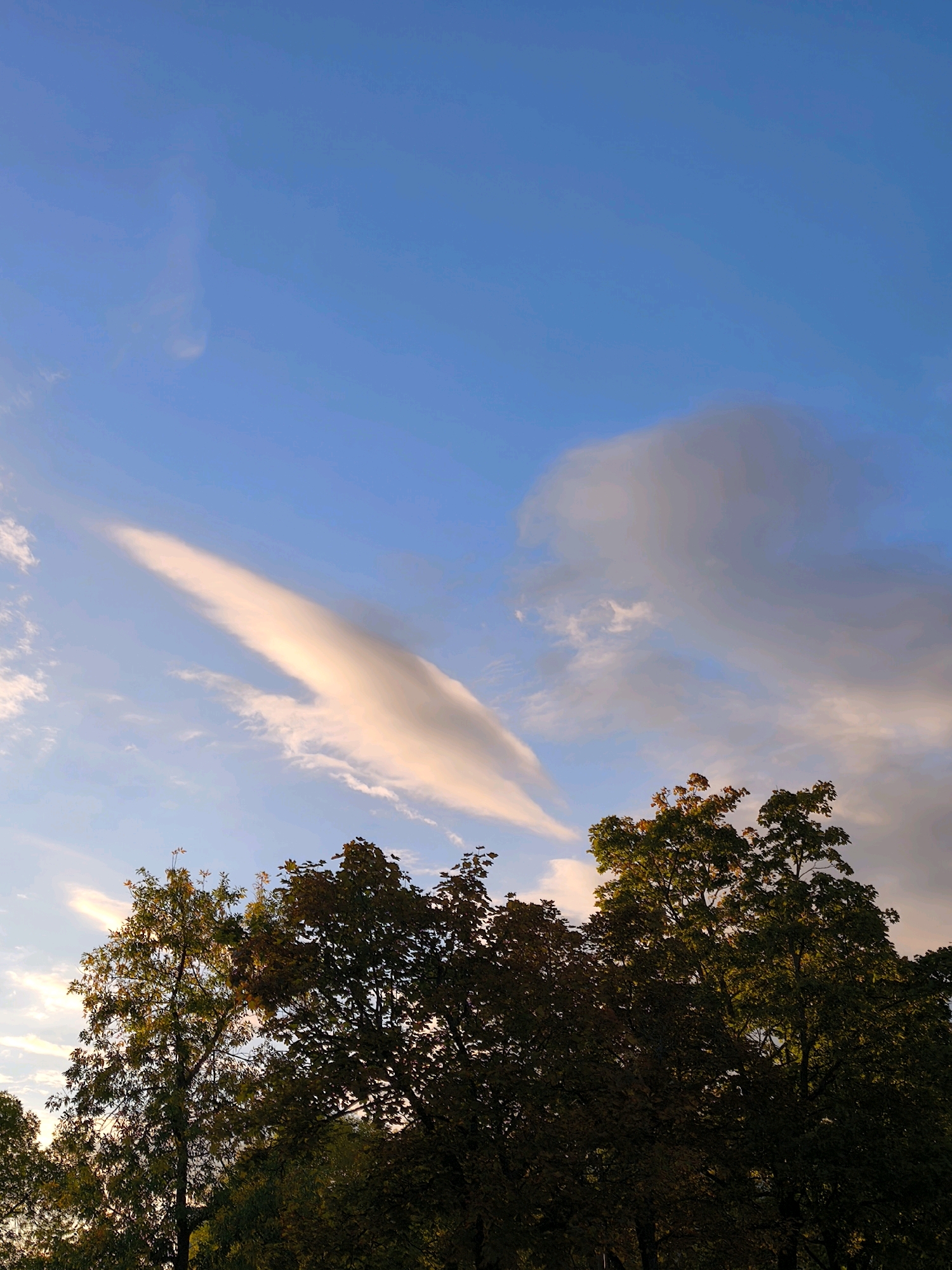 A nighttime, close-up, low-angle shot captures the silhouetted tops of trees against a twilight sky. The sky is a deep blue, transitioning to lighter shades near the horizon, with wispy, pale clouds scattered across it. One cloud formation is particularly striking, shaped like a long, pointed spear with a soft, luminous glow. The trees, densely packed and dark, create a rough, uneven horizon line at the bottom of the frame. The leaves of the trees are dark green and brown, with some appearing tinged with yellow and orange, suggesting the onset of autumn. The lighting indicates a setting or rising sun, with subtle warmth reflected in some of the clouds and tree foliage. The scene is devoid of people and any urban or man-made structures. The location is a park in the city of Mahilyow, Belarus.
