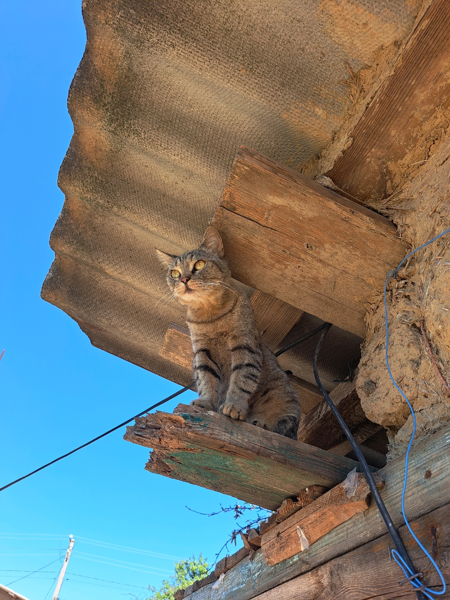 A tabby cat with green eyes sits on weathered wooden beams under a corrugated roof, likely part of an outbuilding or a section of a house in the village of Vypasne, Ukraine. The cat is positioned centrally in the frame, looking to the left. The sky, a clear blue, fills the background, contrasting with the rustic, aged materials of the structure. The wooden beams are rough, with visible grain and some signs of decay. Wires, one blue and one black, are attached to the structure. The overall impression is one of a rural, possibly dilapidated setting under a bright sky.