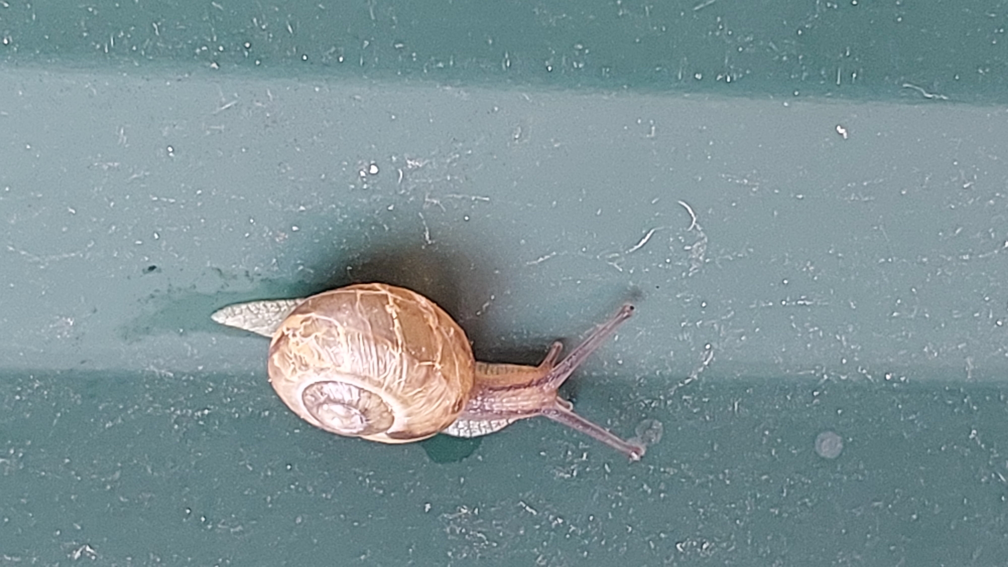 A close-up, vertical, eye-level shot shows a snail on a green, textured surface. The snail is positioned in the lower left quadrant of the frame, with its shell facing left and its body extending right. The shell is light brown with spiral markings. The snail's translucent, greyish body is extended, with two tentacles visible. The surface appears to be a metal or plastic container, with vertical lines and subtle dappling of lighter and darker green tones, as well as small white flecks. The lighting is even, with no distinct shadows.