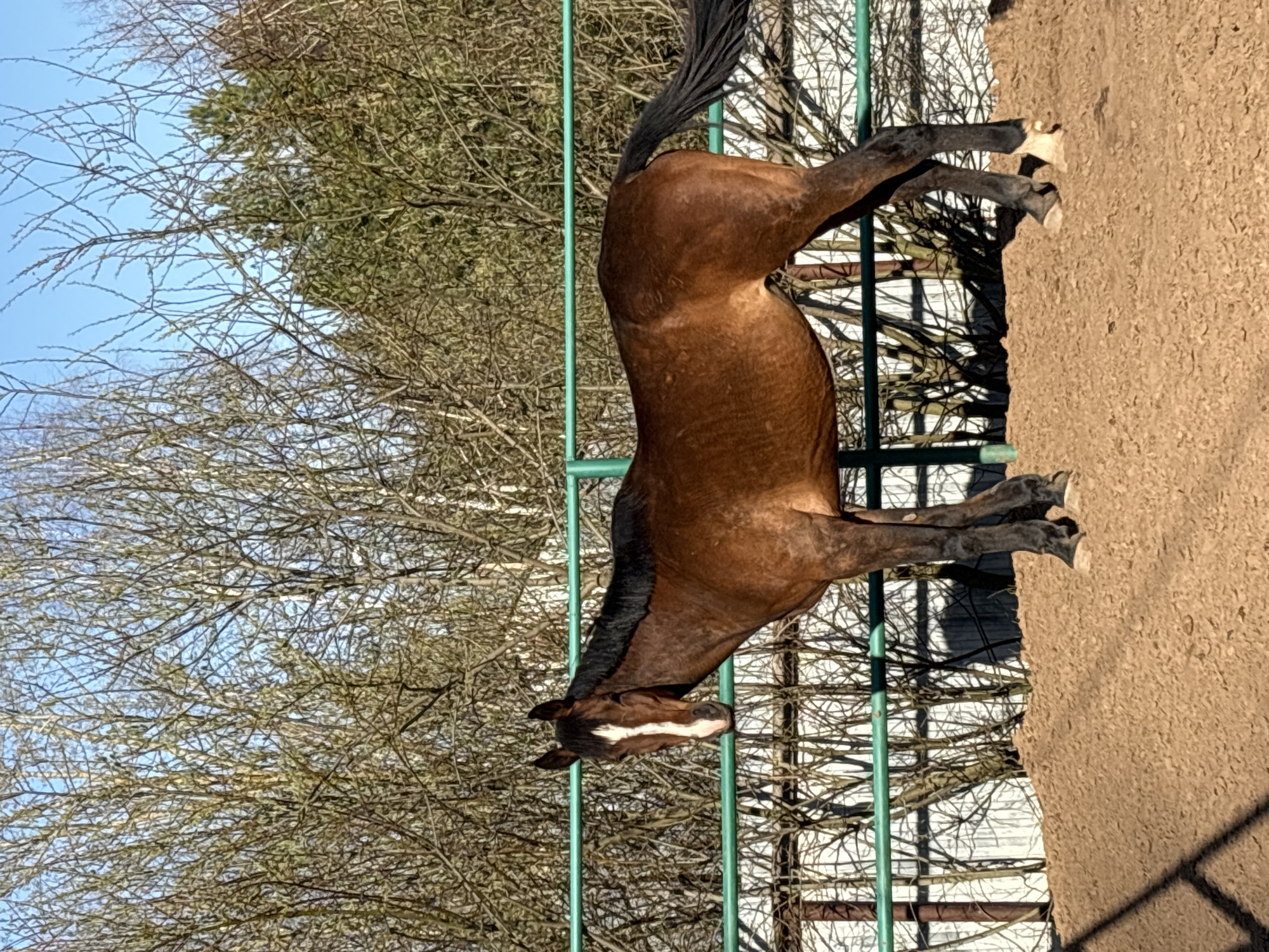 A brown horse with a white blaze is standing in an outdoor dirt paddock. The paddock is enclosed by a green metal fence. In the background, there are trees with bare branches and a clear blue sky. Based on the location provided, this could be in or near Русский Вожой, Russia.