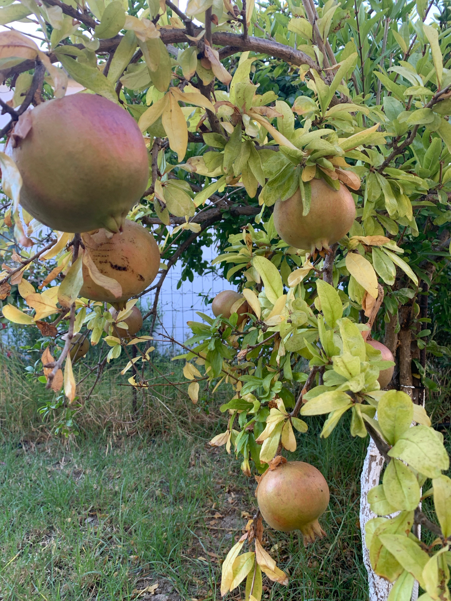 The image shows a pomegranate tree with several unripe pomegranates hanging from its branches. The leaves of the tree are a mix of green and yellow, indicating it might be late summer or early autumn. The ground beneath the tree is covered with grass and dry leaves. In the background, a white fence and some greenery are visible. The overall impression is of an outdoor, possibly rural or semi-rural setting, with the presence of a mature fruit tree. The image does not contain any people, actions, or interactions. The specific location in Skiathos, Greece is not determinable from the visual information alone.