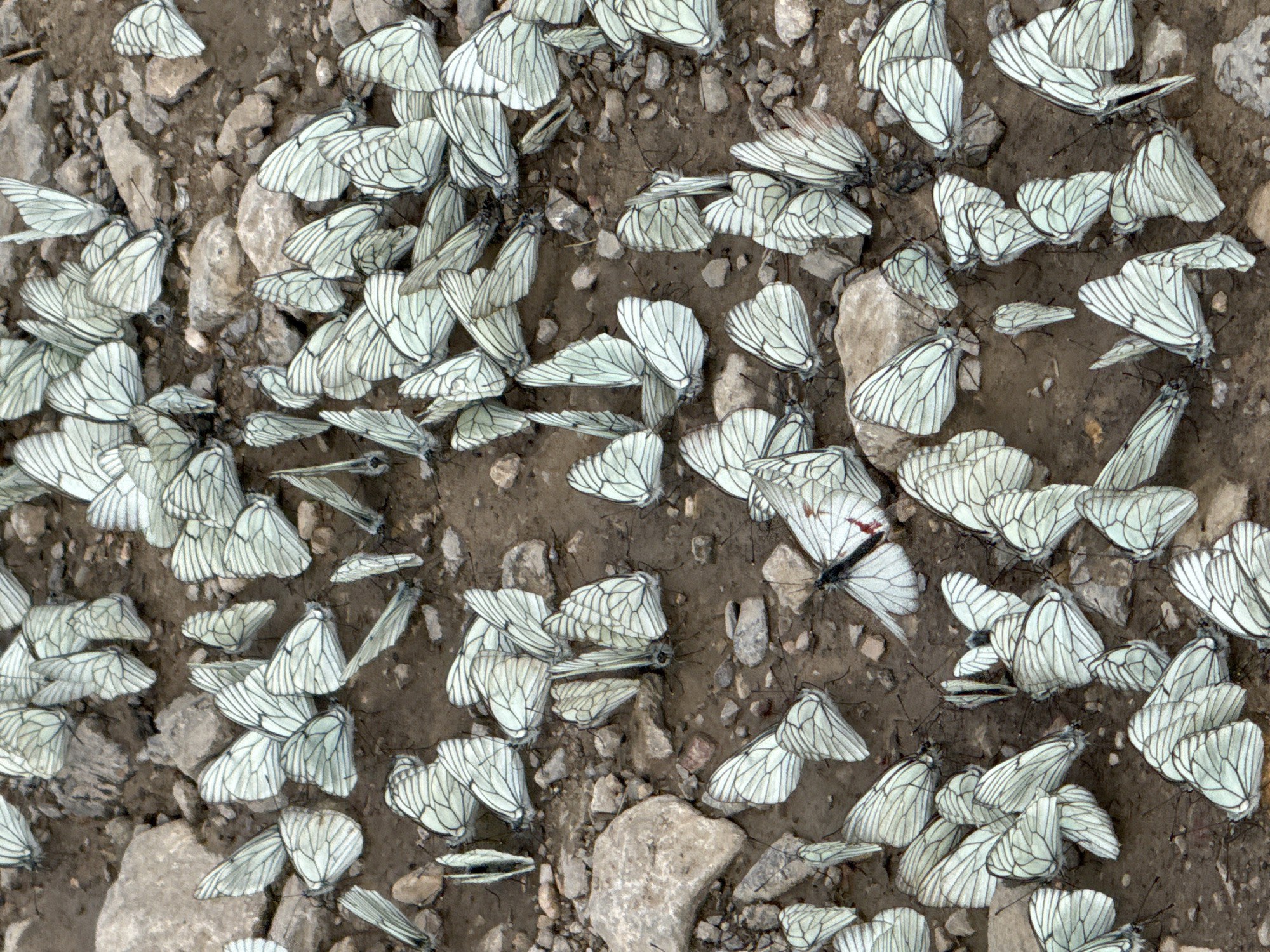 The image shows a large congregation of white butterflies with black veining on their wings resting on the ground in Dragovishtitsa, Bulgaria. The ground is composed of dark soil, small rocks, and gravel. The butterflies are closely packed together, with many of them with their wings spread open, revealing intricate patterns. Some butterflies are partially overlapping. The overall scene is one of natural aggregation, with the butterflies forming a dense cluster on the earthy surface. The lighting suggests it might be daytime. There are no people or other animals visible in the frame.