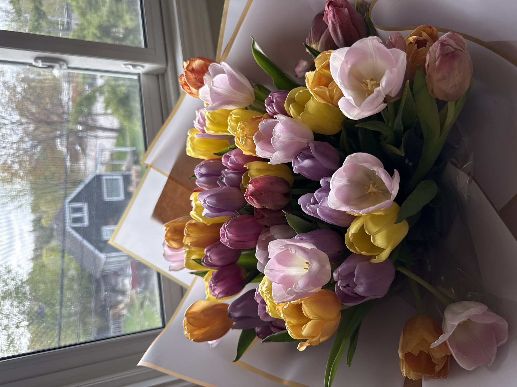 The image shows a bouquet of tulips in various colors, including yellow, orange, purple, and pink, placed on a surface next to a window. The tulips are wrapped in white paper with a gold border. Outside the window, a house is visible through a screen, with trees and foliage in the background. The scene appears to be indoors, likely in an urban or suburban residential setting. The location details are unavailable.