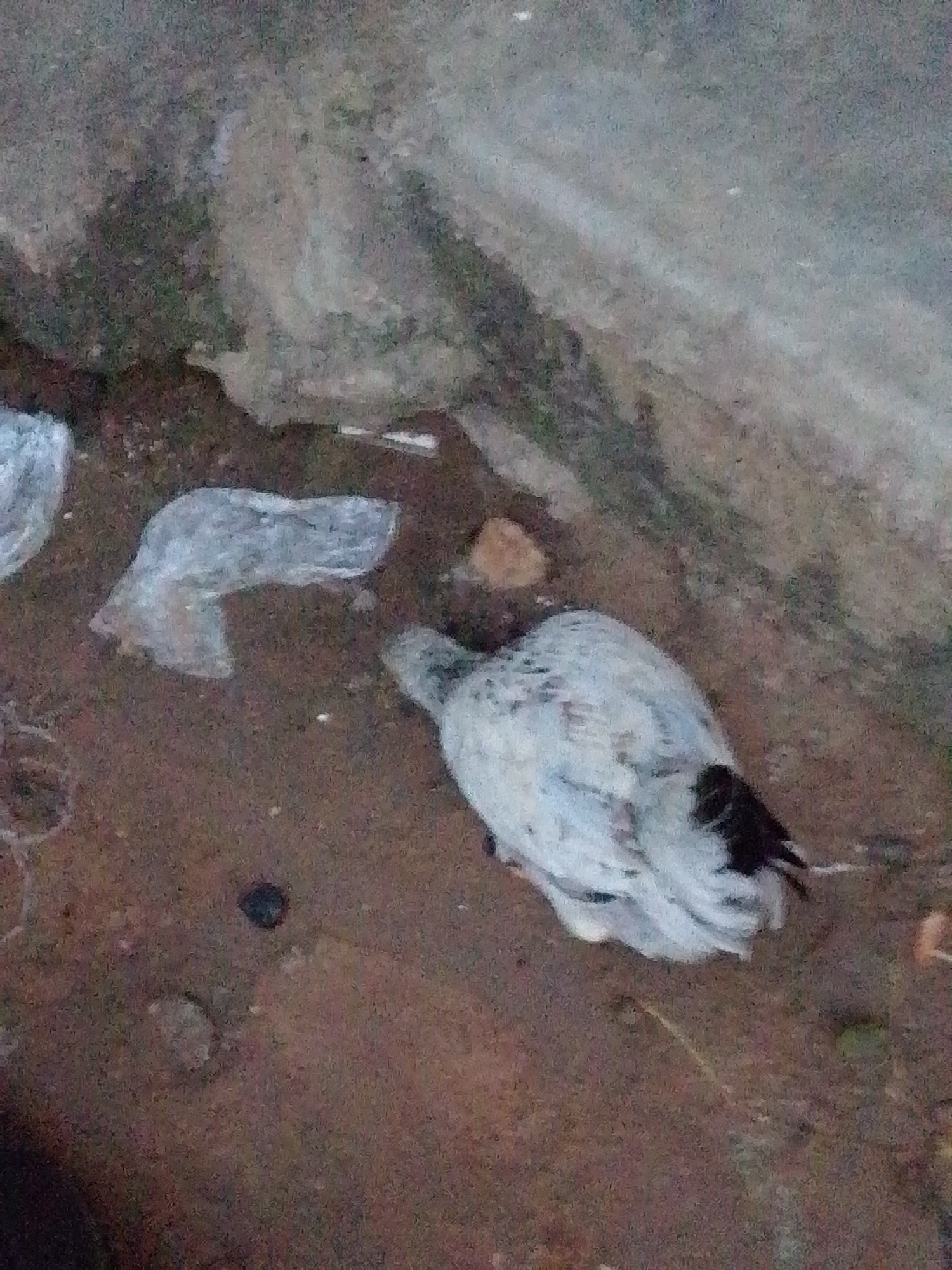 A dead juvenile chicken, with white and black plumage, lies on dirt ground next to some discarded plastic sheeting. A grey concrete wall is visible in the background. The scene appears to be in an outdoor, urban setting. The image quality is poor, making it difficult to ascertain further details.
