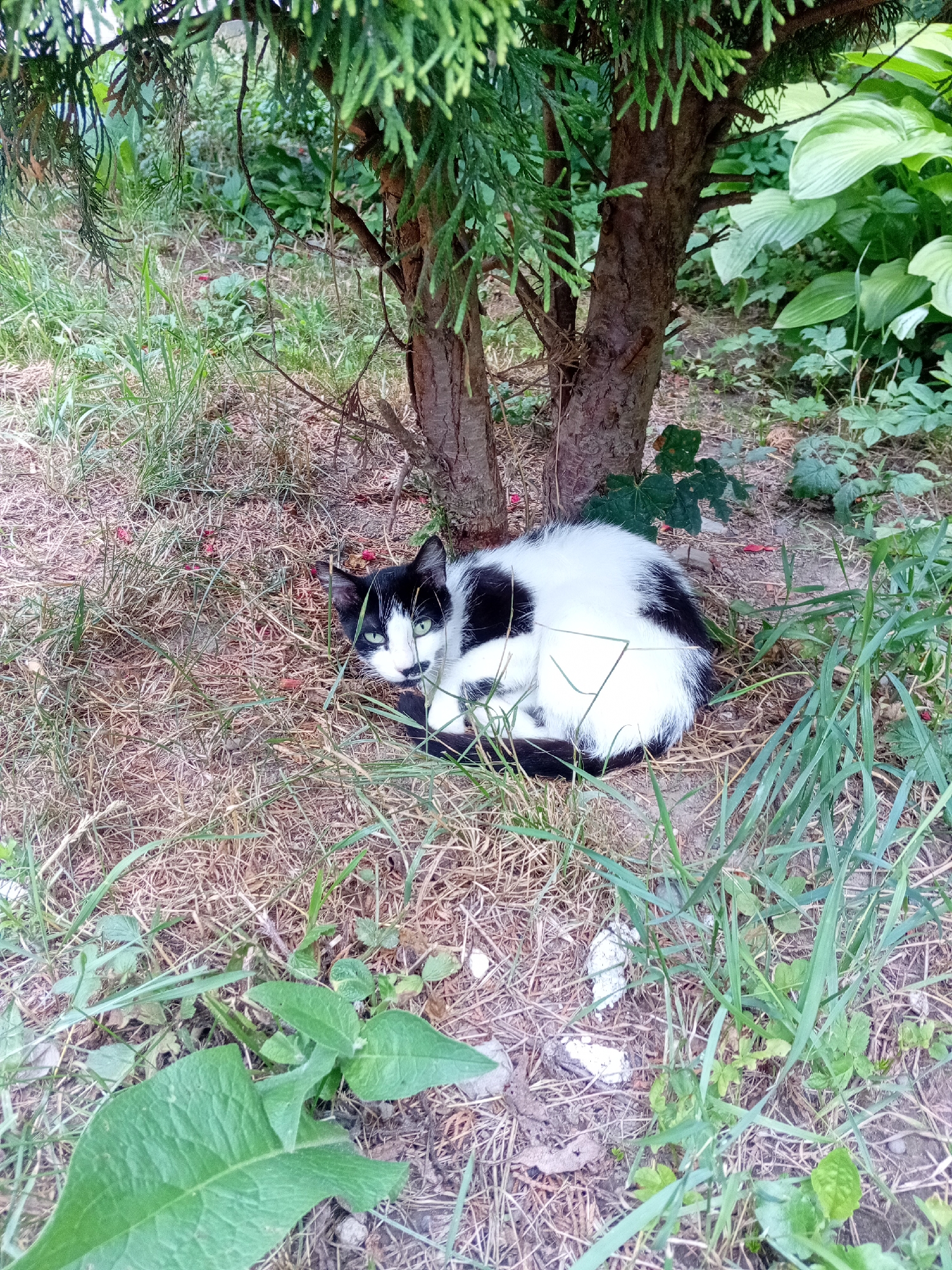 A black and white cat is curled up in the dry grass and undergrowth at the base of a tree. The cat has green eyes and its body is mostly white with black patches. The tree has a rough, brown trunk and is surrounded by green foliage. The ground is covered with dry grass, some fallen leaves, and small red flower petals. The scene appears to be in an outdoor urban setting, possibly a yard or park in Tiachiv, Ukraine.
