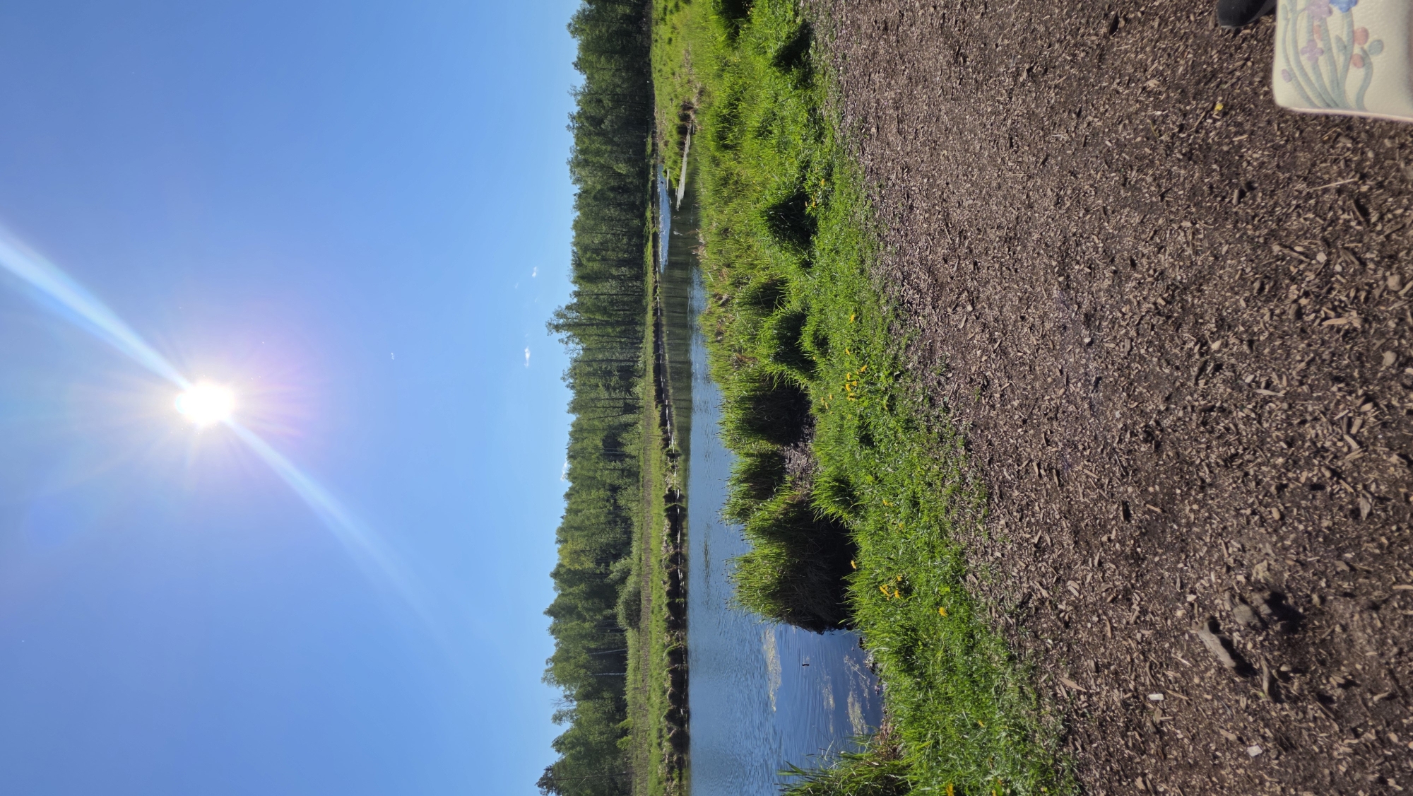 The image depicts a waterside scene in Gatchina, Russia, likely in a park or natural area. A narrow body of water stretches horizontally across the frame, flanked by a line of trees on the far side. On the near side, there is lush green grass bordering a path covered in brown mulch or woodchips. The sun shines brightly in the clear blue sky, positioned to the left of the frame and casting a glare. The composition suggests a view from a trail or walkway alongside the water. There are no people visible in the main portion of the image.