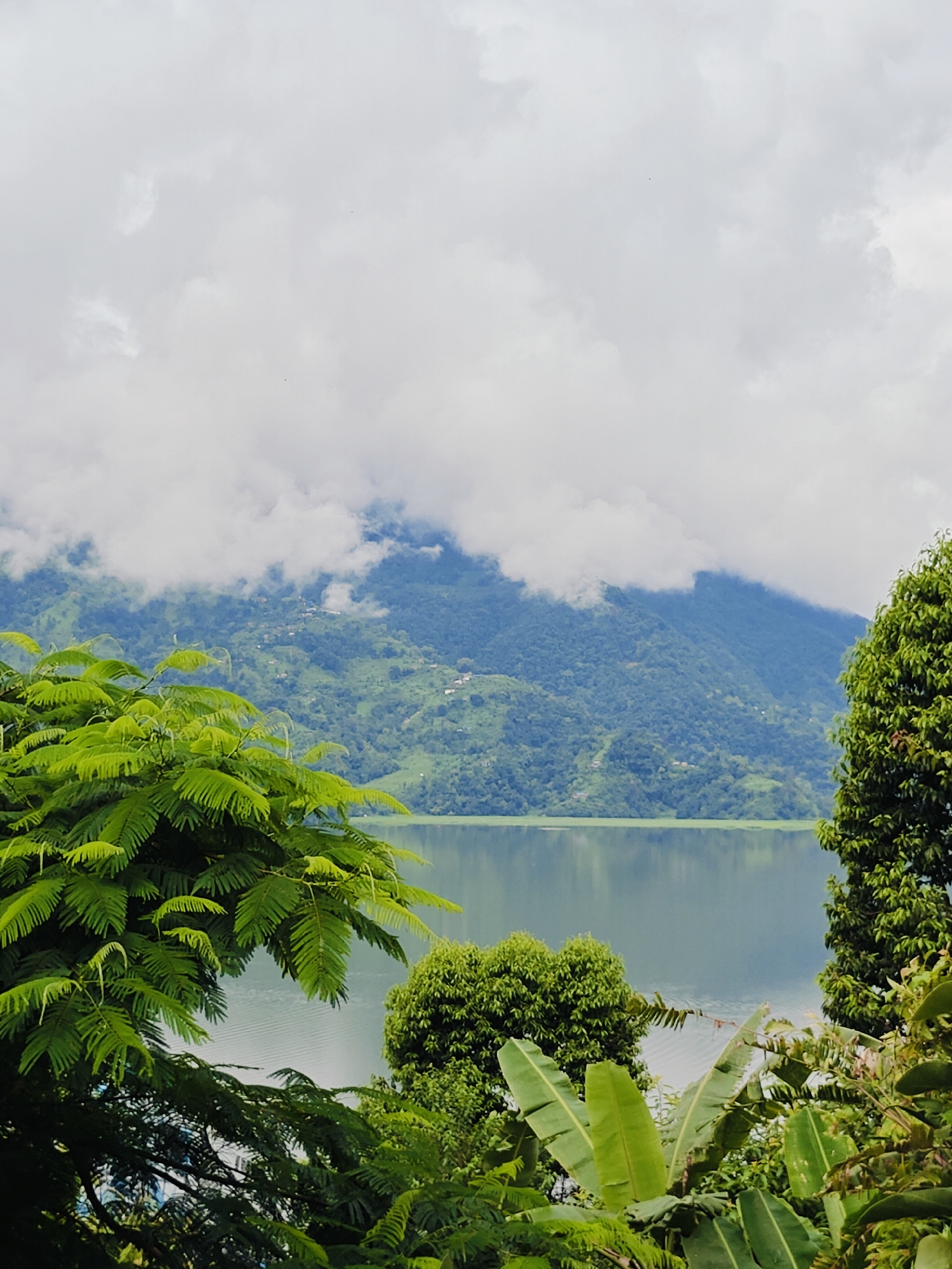 The image shows a tranquil lake with mist-shrouded mountains in the background. Lush green trees and foliage frame the foreground, with vibrant leaves and large banana leaves adding to the tropical feel. The lake's surface is calm, reflecting the muted sky and the slopes of the mountains, which are dotted with scattered houses. The overall atmosphere is serene and natural, suggesting a peaceful natural landscape. This scene is characteristic of the beauty found around Phewa Lake in Pokhara, Nepal, a popular tourist destination known for its stunning mountain views and serene waters.
