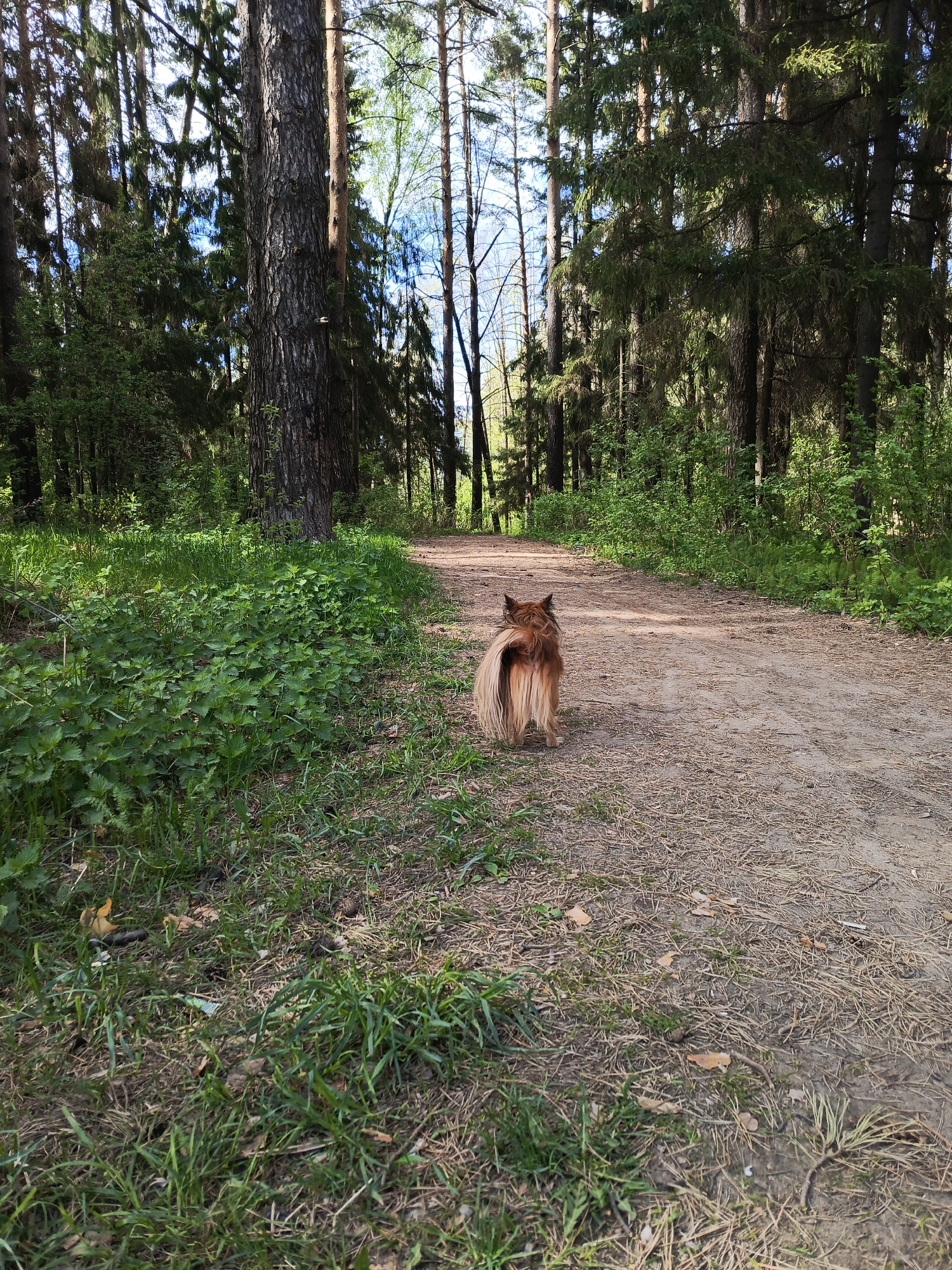 A medium-sized, tan-colored dog with long, flowing fur stands on a dirt path that winds through a forest. The dog is facing away from the viewer, looking down the path. The path is covered in leaves and pine needles. The forest is dense, with tall trees and green foliage. The location is the city of Chaikovsky, Russia, based on image data. The time of day is daytime. There are no people visible in the image. The dog appears to be alone, possibly on a walk or exploring the area.