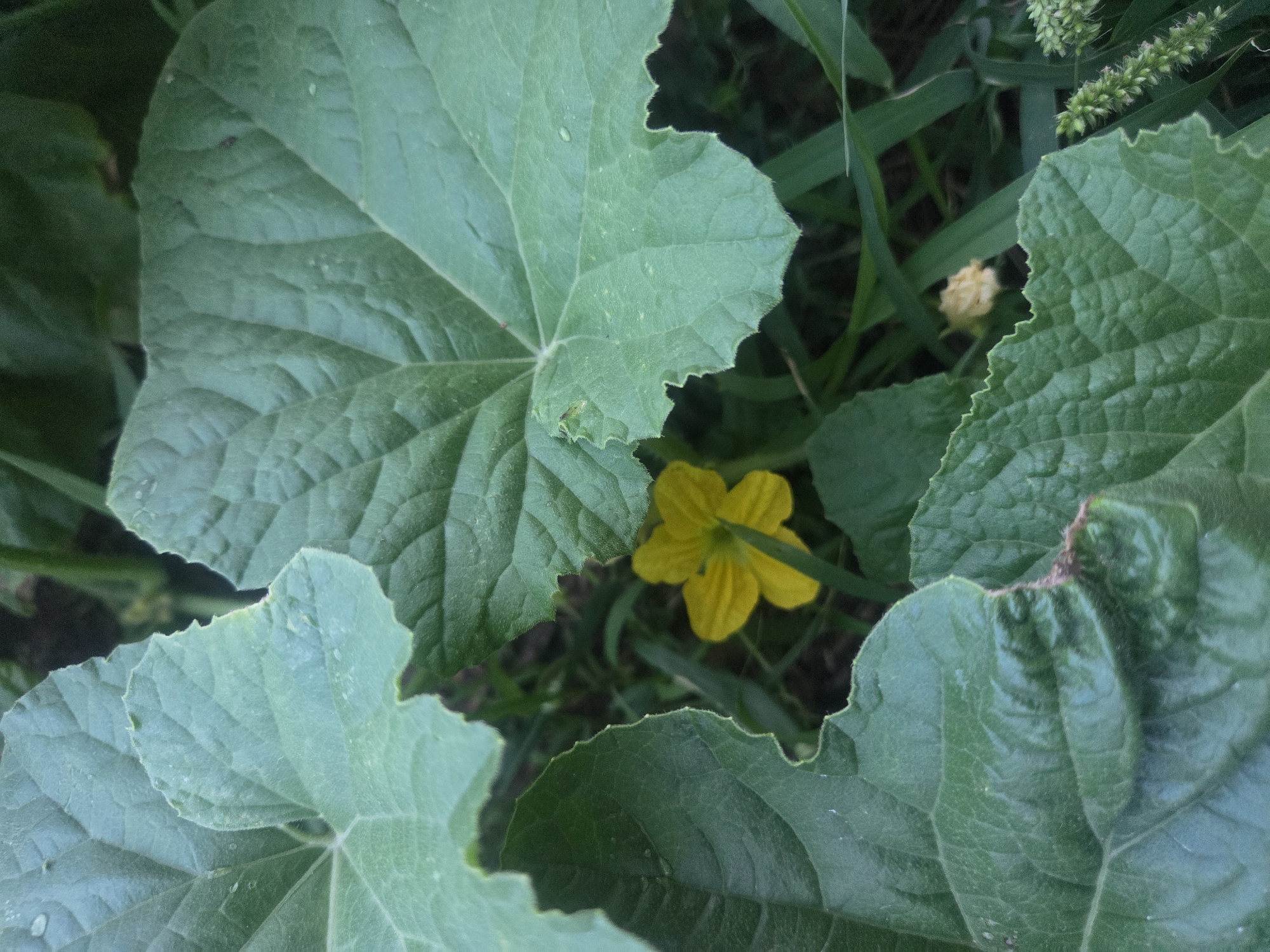 The image depicts a close-up view of large, green, veined leaves, obscuring the background. Amidst the foliage, a small, vibrant yellow flower with five petals is visible. The leaves appear slightly textured and have serrated edges. The background is softly blurred, suggesting a garden or natural setting with hints of grass and soil. There are no people or identifiable landmarks present in the image. The image does not provide any information to determine its location in Verona, Italy.