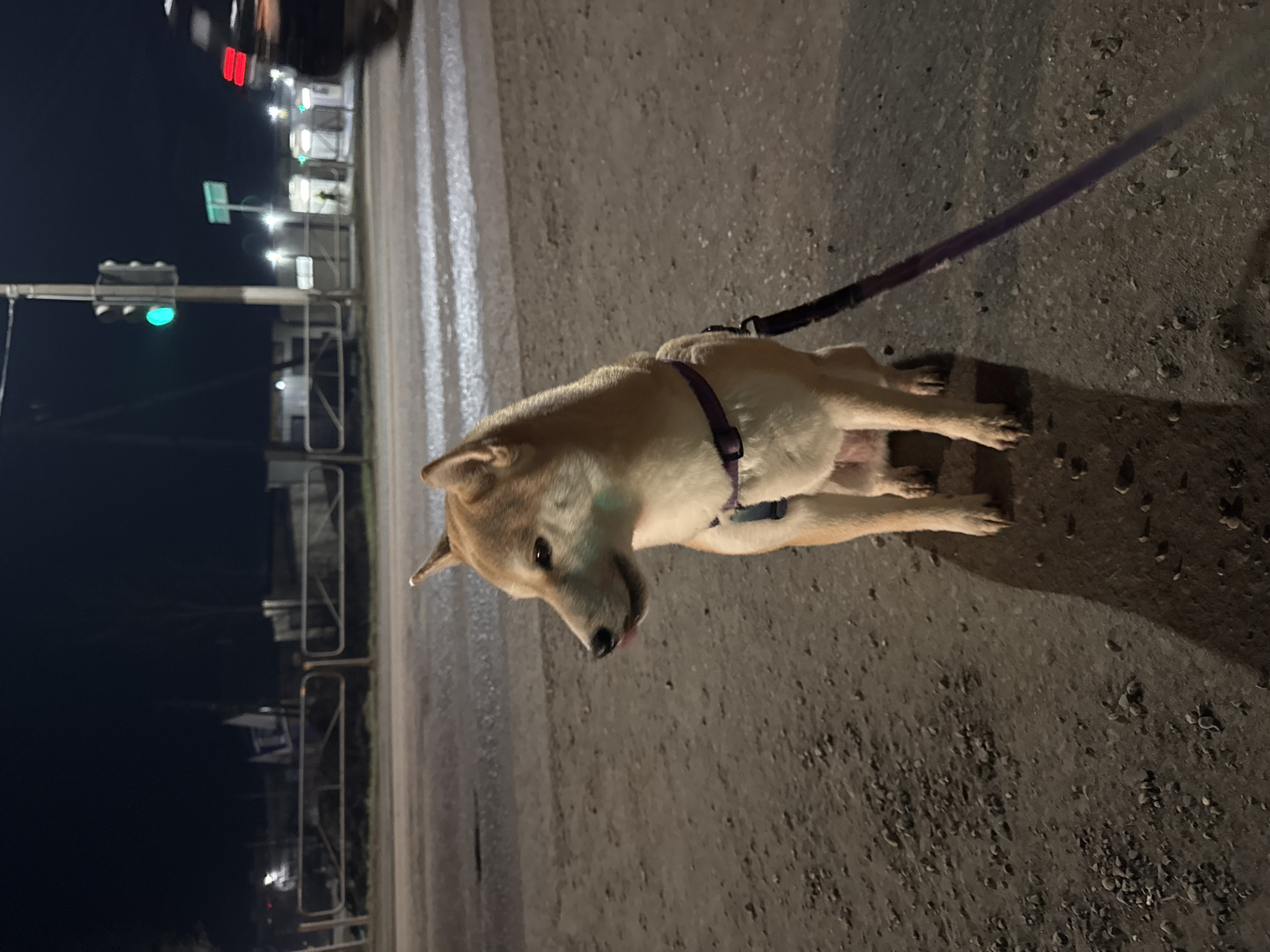 A Shiba Inu dog is standing on a dark street, leashed with a purple lead. The dog is wearing a purple harness. A traffic light is visible in the background, showing a green light. The scene appears to be at night, with streetlights illuminating the surroundings. The location is most likely the city of Chaikovsky, Russia, but without further information, it's impossible to pinpoint the exact spot. The surface under the dog's feet is a road covered with small gravel and asphalt.