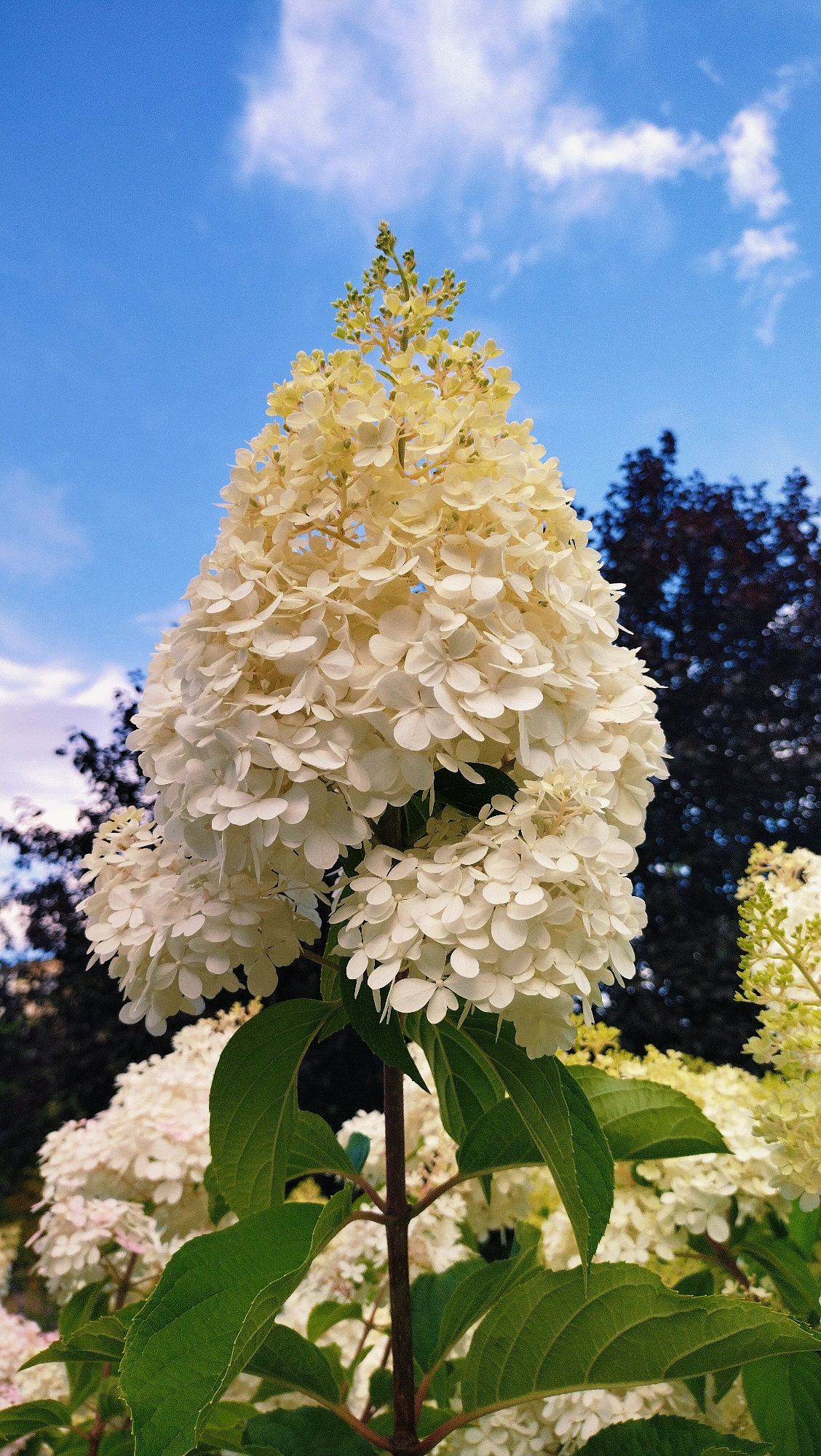 A close-up, low-angle shot captures a tall, conical cluster of creamy white hydrangeas against a bright blue sky with scattered white clouds. The flower head is dense with numerous small, delicate petals, transitioning to a lighter, bud-like appearance at its apex. Dark green, large, serrated leaves emerge from a sturdy, reddish-brown stem in the foreground, partially obscuring other hydrangea blooms. In the background, dark, leafy trees create a dense, almost silhouette-like contrast to the lighter flowers and the sky. The scene is set outdoors, with no people or animals present. The image appears to be taken in the city of Horishni Plavni, Ukraine, likely in a park or garden during daylight hours.