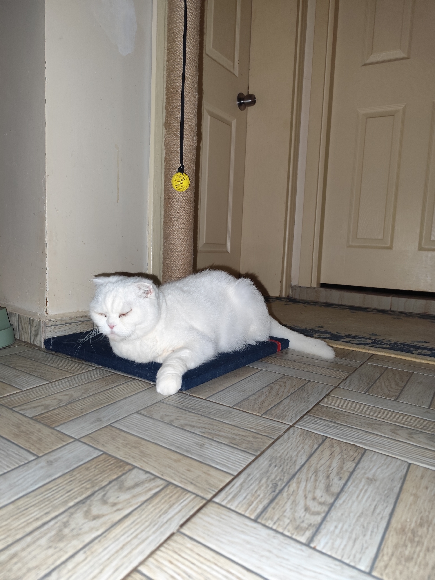 A white, short-haired cat is lying on a dark blue mat. The mat is on a light brown, patterned tile floor. Behind the cat is a beige wall, a cat scratching post, and a white door. The scene appears to be indoors. This location is in Sarıyer, Turkey.