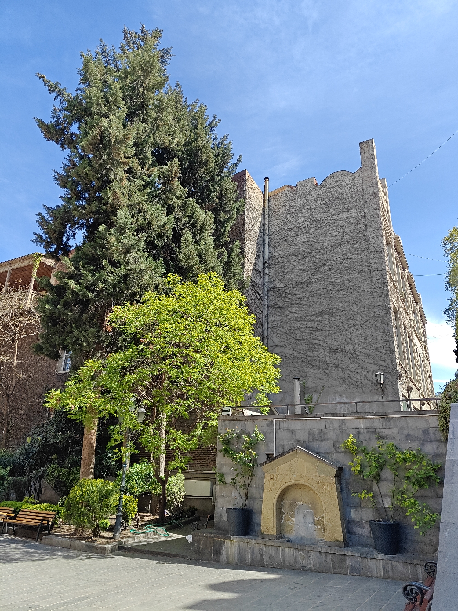 This image presents a serene outdoor scene in Tbilisi, Georgia, characterized by a harmonious blend of lush greenery and distinctive architecture under a clear blue sky.
The left side of the frame is dominated by a very tall, dark green coniferous tree, its dense foliage reaching towards the sky. Adjacent to it, a multi-story building with light-colored, possibly stone or stucco walls, stands prominently. Its facade is extensively covered in a network of bare ivy vines, creating a textured, aged appearance. The building's top edge features a unique, undulating parapet line, and a chimney is visible. To the left of the large tree, another building shows an ornate wooden balcony or porch structure and stone walls, partially obscured by foliage.
In the mid-ground, a smaller, vibrant deciduous tree with bright green leaves stands out, illuminated by the sunlight. The foreground features a paved walkway made of stone tiles. Along a stone retaining wall, an ornate, yellowish stone fountain or shrine-like structure with an arched niche is embedded, flanked by potted plants in dark grey containers.
Other details include a classic black lamppost near the bright green tree, a wooden park bench on the far left, and various bushes and smaller plants contributing to the verdant environment. A green garden hose is coiled on the ground. The bright sunlight and long shadows suggest it is late morning or early afternoon, and the clear sky indicates pleasant weather. No people are visible, lending a tranquil atmosphere to the historical setting. There is no visible text.