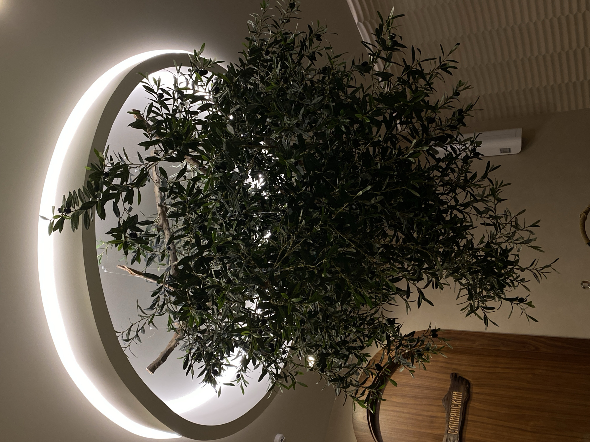 An olive tree with dark olives is suspended from the ceiling inside a room with warm, ambient lighting. The tree is hanging within a circular recess in the ceiling that is illuminated by a cove light. To the left of the tree is a wooden door with a carved sign in Russian that reads "СЛАВЯНСКИЙ," likely indicating "Slavic." The wall to the right of the door has a textured, wavy pattern. The overall impression is one of a decorative interior design element in a establishment in Izhevsk, Russia.