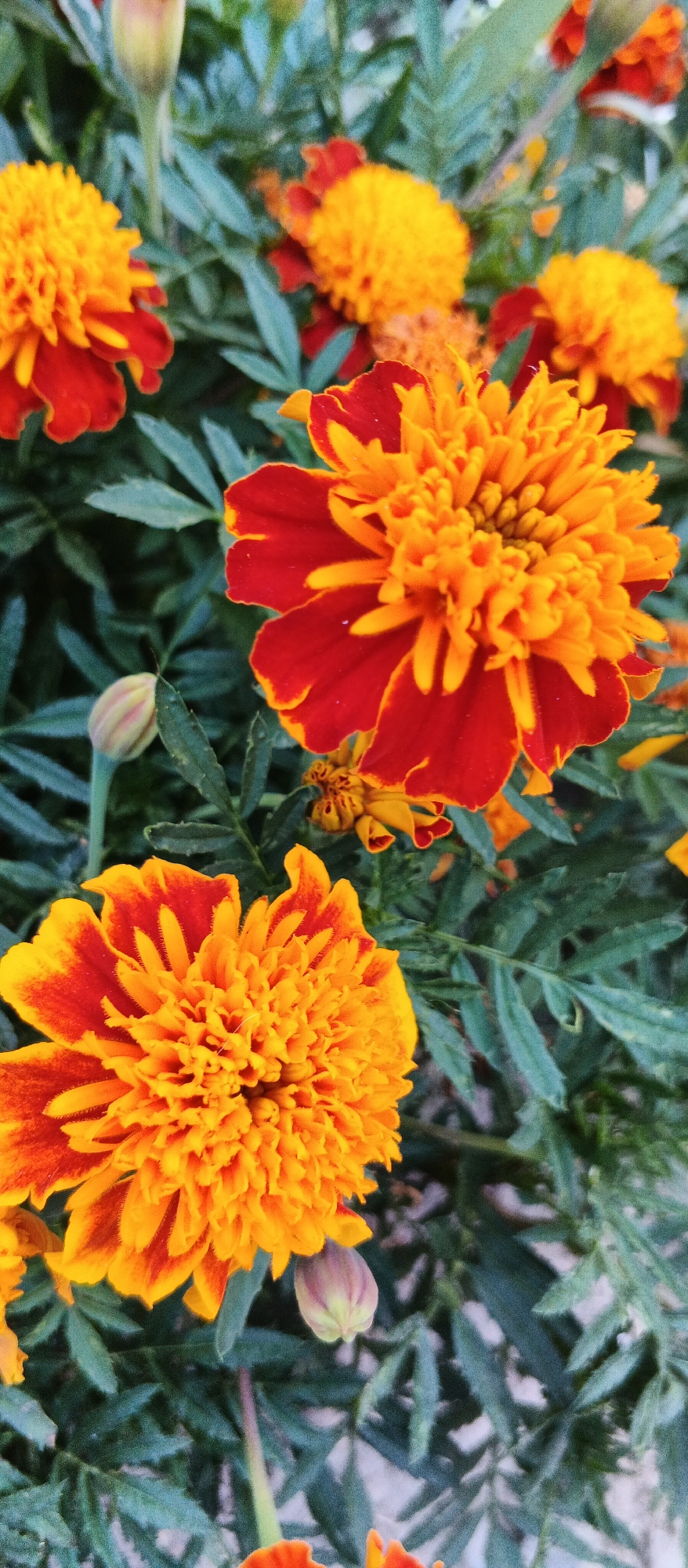The image shows a close-up, slightly low-angle view of several marigold flowers in bloom. The flowers are predominantly orange and red, with dense, ruffled petals. The background consists of dark green, feathery foliage and a bud on a stem, also in the foreground. The lighting suggests it might be daytime, possibly overcast given the soft shadows. The scene depicts a garden setting, likely in Smila, Ukraine, given the context provided, but there is no specific visual information within the image itself to confirm this location. There are no people or animals present, and no discernible actions are taking place. The overall impression is a natural, botanical scene.
