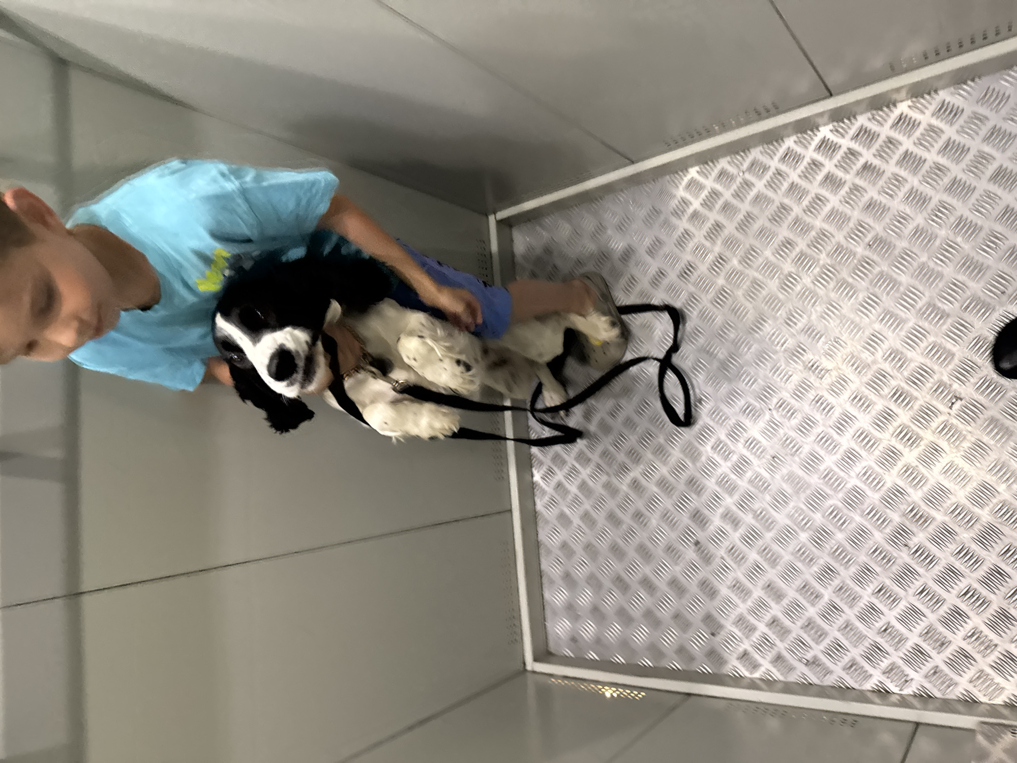 This indoor image captures a young boy interacting with a dog within a functional, utilitarian space. The setting features light grey, plain walls with visible horizontal seams, and a distinctive silver diamond plate metal floor, suggesting an industrial or specialized environment such as a pet transport crate, a kennel, or a grooming station.
On the left, a young boy with fair skin and light brown hair is partially visible. He is wearing a light blue short-sleeved t-shirt and blue shorts. His left arm is around the dog, indicating he is holding or comforting it.
The dog, a black and white medium-sized breed that resembles a Cocker Spaniel or Springer Spaniel, is sitting or lying on the metal floor. It is wearing a black harness, and a black leash is partially coiled nearby. The dog's face, with its dark eyes, is visible, and its expression appears calm and attentive.
The activity shows a quiet interaction between the boy and his pet, possibly during a moment of waiting, transport, or preparation for an event. The lighting suggests an artificial indoor light source. There is no visible text in the image. The scene conveys a sense of care and companionship within a robust, practical enclosure. This event takes place in Chaikovsky, Russia.