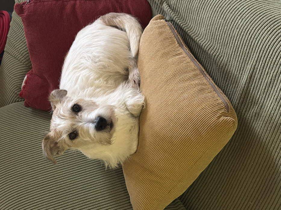 A shaggy-haired dog with predominantly white fur and light brown markings on its face and ears is depicted resting on a mustard yellow corduroy cushion. The dog, possessing dark eyes and a black nose, faces directly towards the viewer with its front paws tucked beneath its chest. Its tail is partially visible curling at its hindquarters. The mustard yellow cushion rests on an olive green corduroy sofa. A dark red corduroy cushion is partially visible behind the dog, to its right. The entire scene is confined to an indoor setting, with no discernable features to identify the specific location within Tel-Aviv, Israel, or any other geographical area.