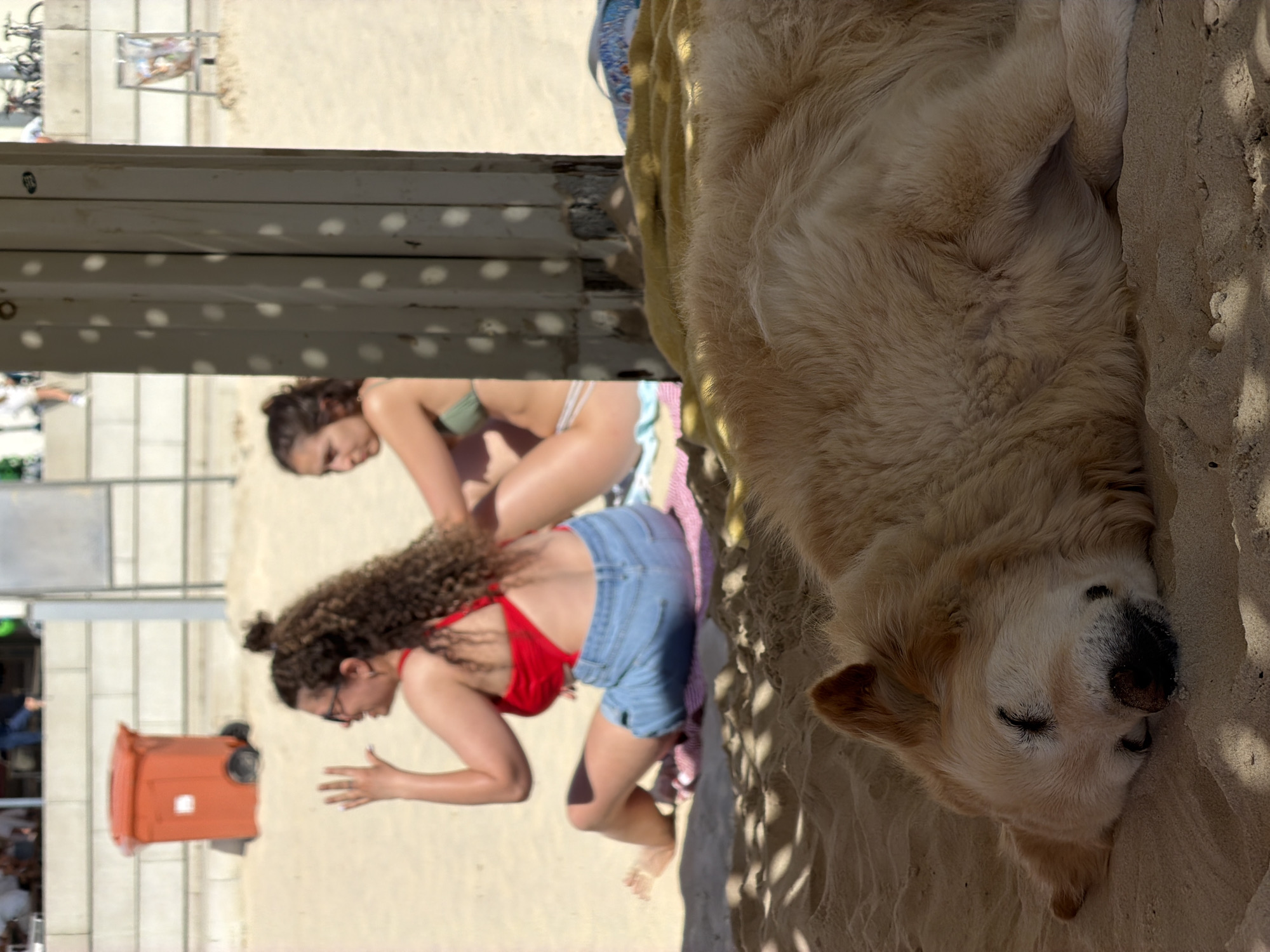 The photograph shows a beach scene in Tel-Aviv, Israel. A light-colored dog is sleeping on the sand, taking up a significant portion of the right side of the image. In the background, two women are sitting on a beach blanket. One woman is wearing a red bikini top and jean shorts, while the other is in a green bikini top. A trash can is visible to the left, along with other beachgoers in the distance. The setting includes beach infrastructure such as a boardwalk or shaded area. The scene is outdoors and appears to be taken during daylight hours.