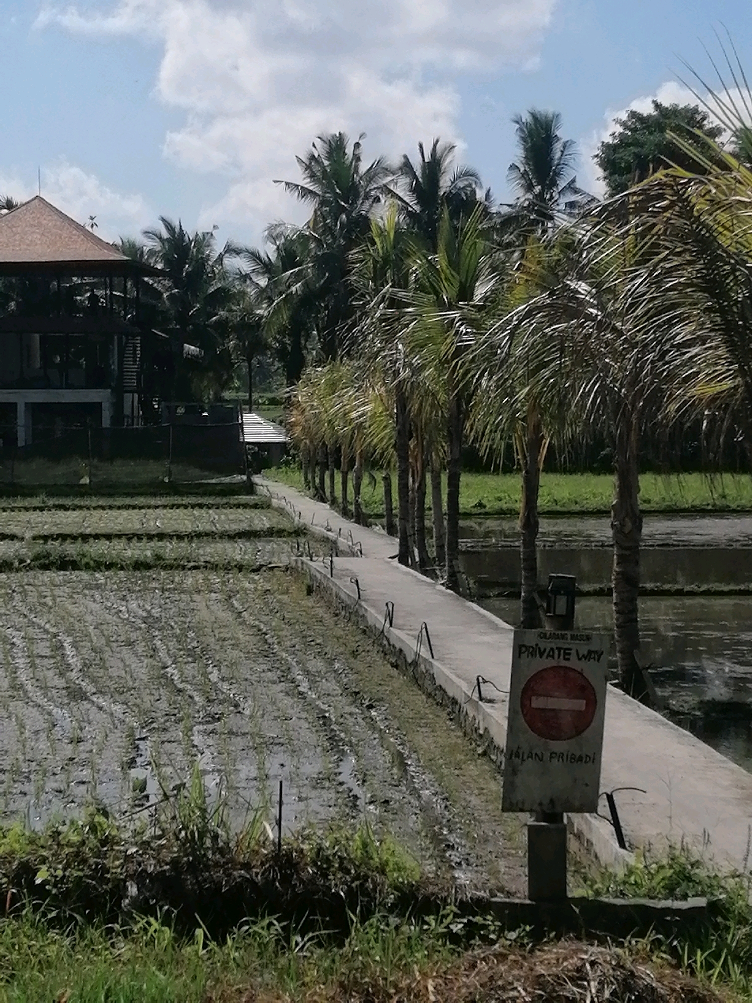 The image depicts a paved pathway winding through lush green rice paddies and surrounded by palm trees. A building with a brown roof is visible in the background, to the left of the frame, and another smaller building with a white roof is situated behind the palm trees on the right. A sign on a pole beside the pathway reads "PRIVATE WAY" in English and "JALAN PRIBADI" in Indonesian, with a red circular "no entry" symbol above the text. The rice paddies are partially flooded, reflecting the sky and surrounding vegetation. The sky is partly cloudy with patches of blue. The overall scene conveys a tranquil, tropical atmosphere typical of the Ubud District in Indonesia.